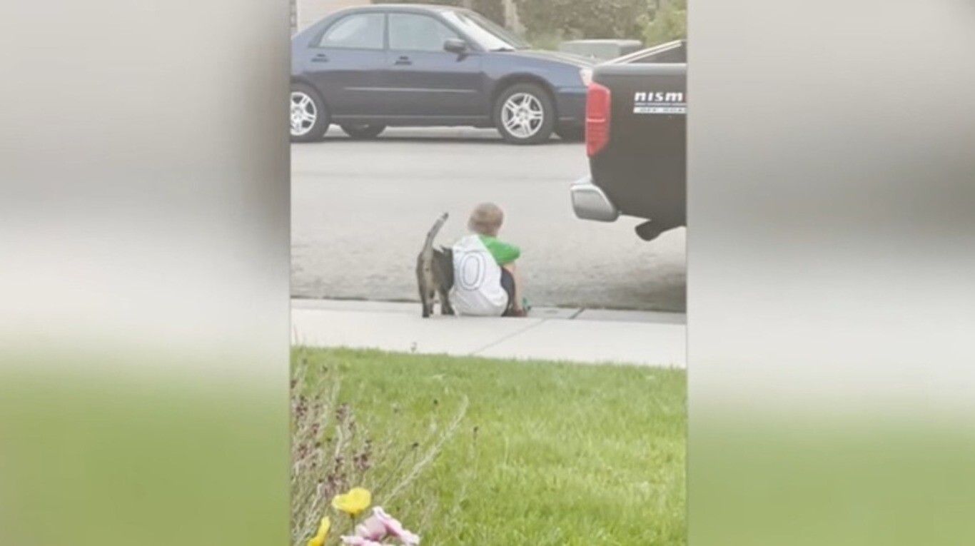 El adorable momento en que un niño que fue consolado por el simpático gato de sus vecinos quedó registrado (Foto: Europa Press vía DPA).