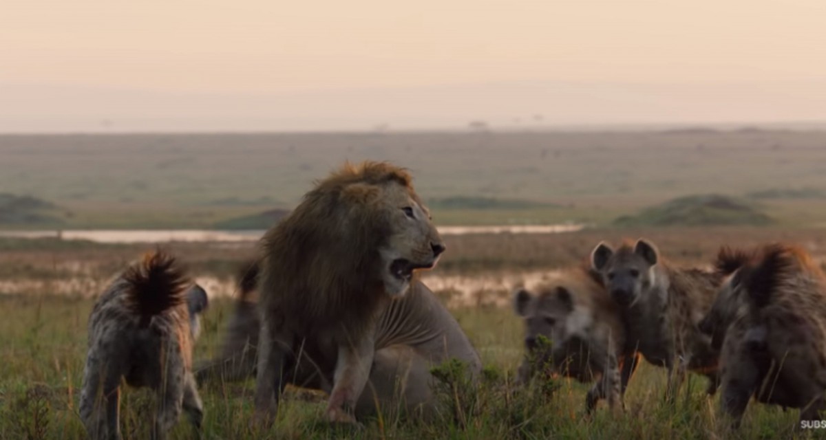 El video de un león acorralado por 20 hienas que emociona al mundo | TN