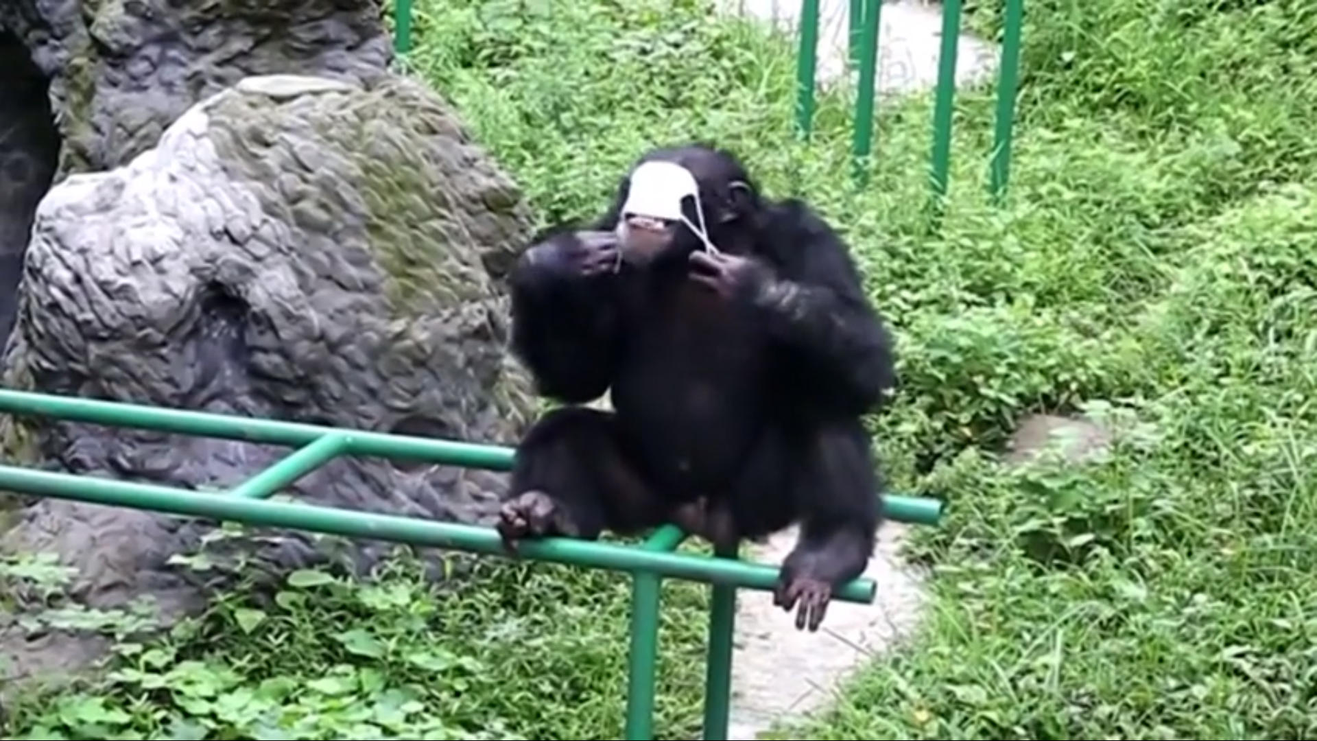 Un mono imitó a su cuidador y se puso barbijo. (Foto: captura de pantalla YouTube South China Morning Post).
