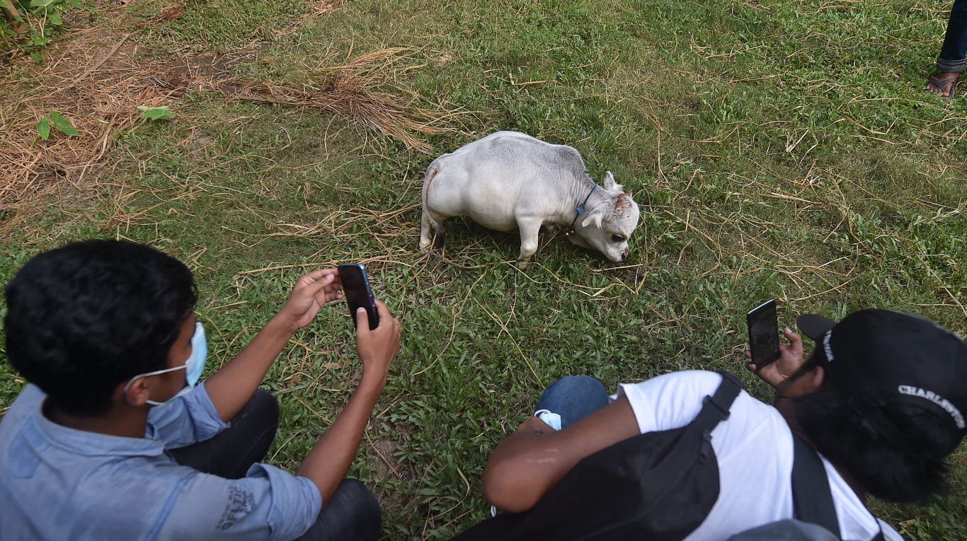 La gente toma fotografías de la vaca enana llamada Rani, cuyos dueños solicitaron el Libro Guinness de los Récords y afirman que es la vaca más pequeña del mundo, en una granja de ganado en Charigram, a unos 25 km de Savar el 6 de julio de 2021. (Foto por Munir Uz Zaman / AFP)