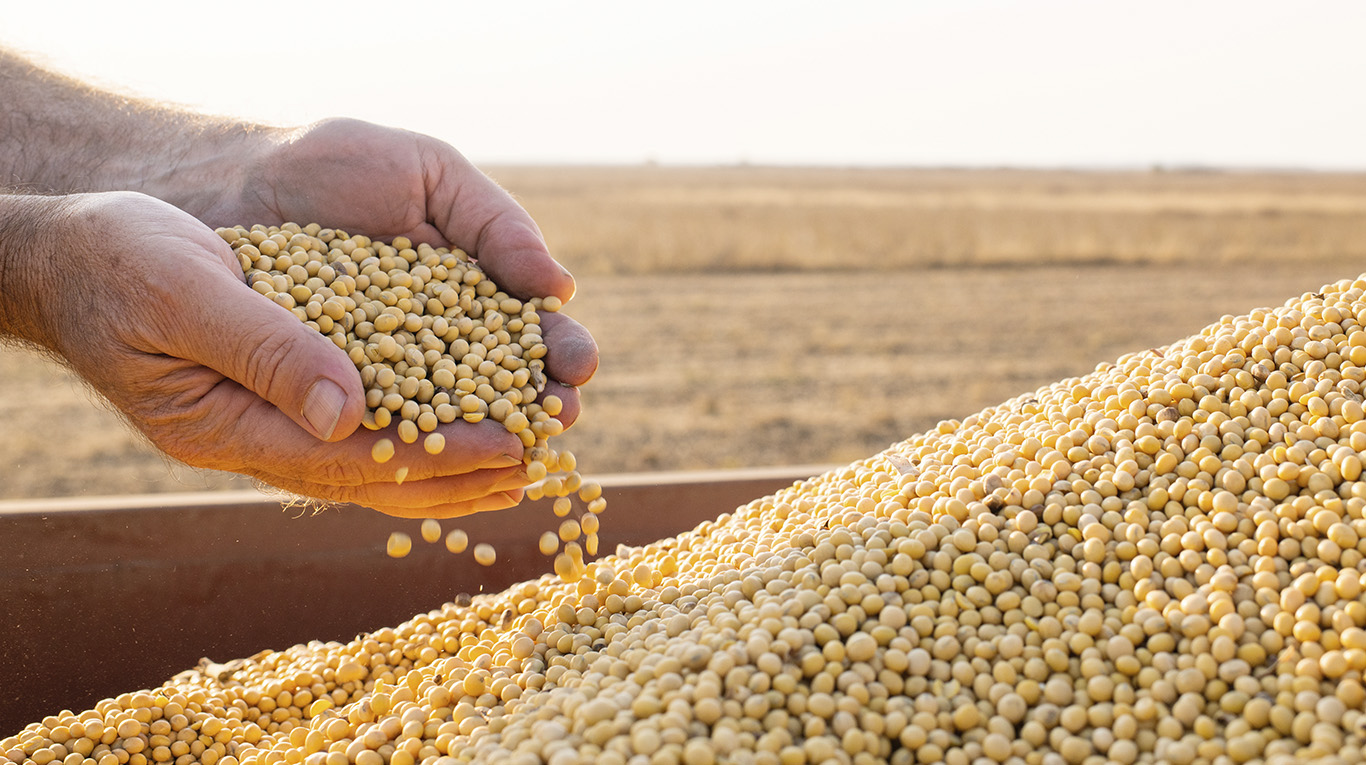 El informe mensual del Departamento de Agricultura de Estados Unidos estimó mayores stocks de soja y maíz, mientras que espera menores existencias de trigo. (Foto: Adobe Stock)