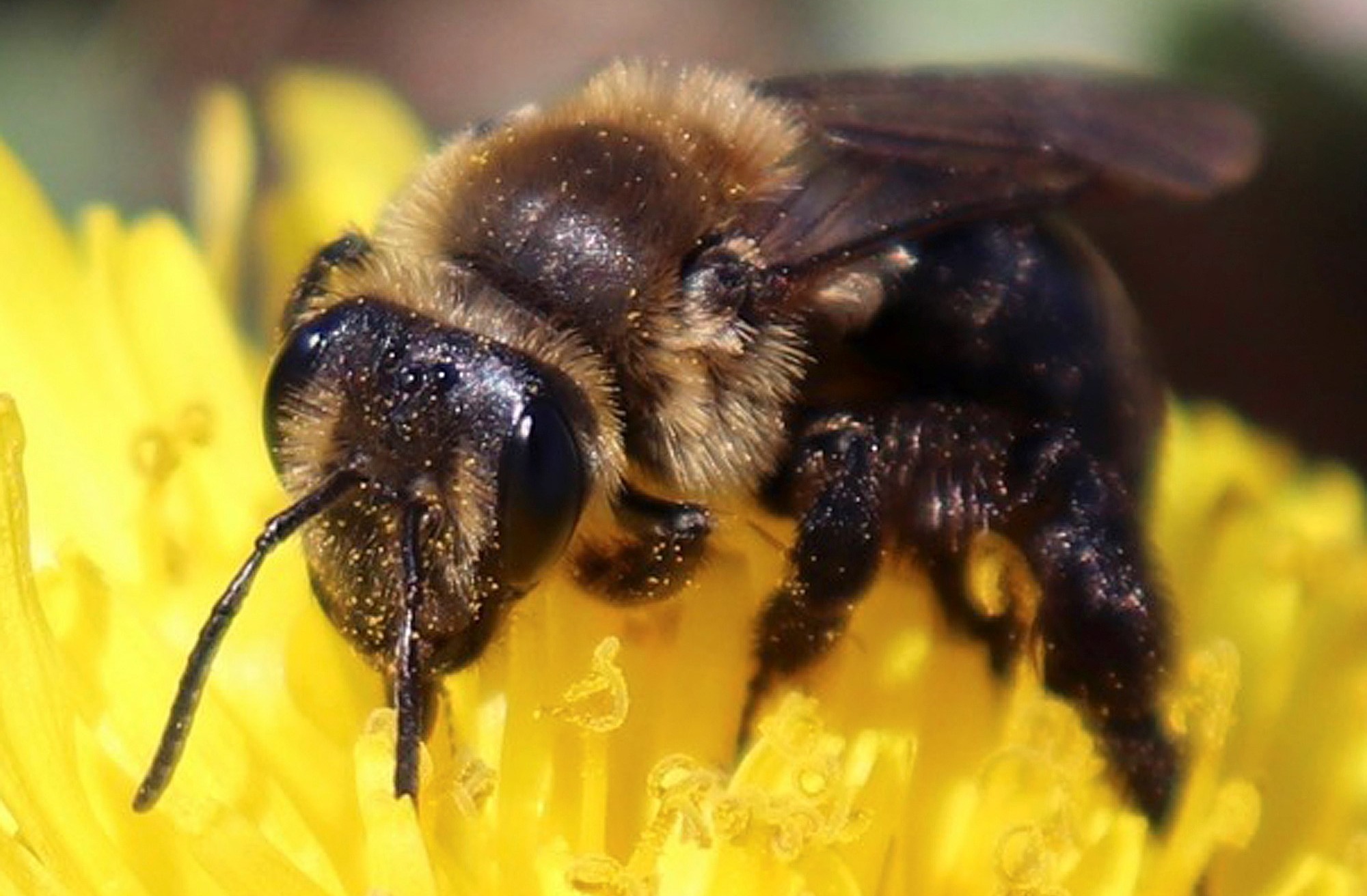 Por qué uno de los sitios porno más populares lanzó una campaña para salvar  a las abejas? | TN