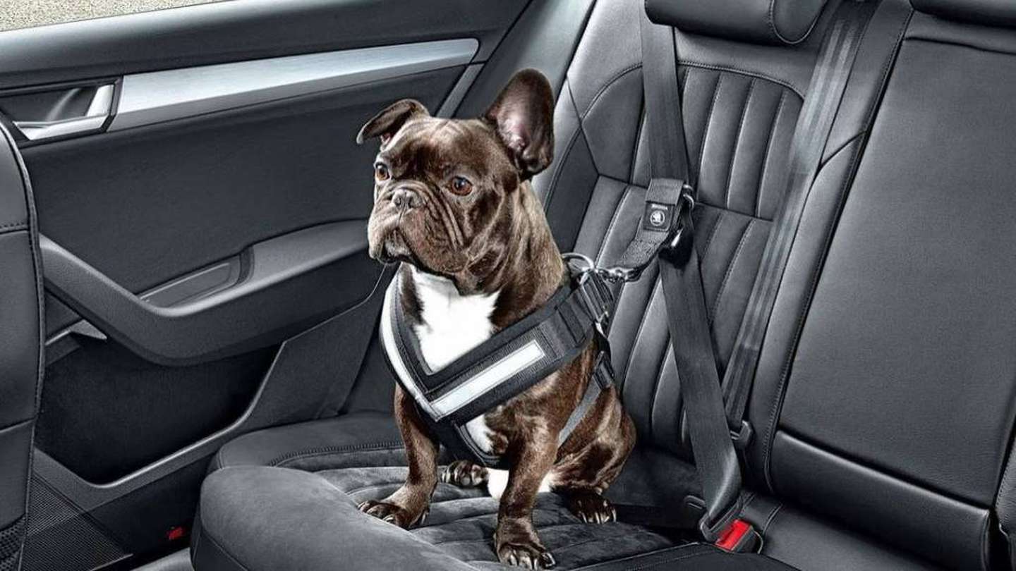 Duda frecuente: ¿cómo hay que llevar a las mascotas en el auto?