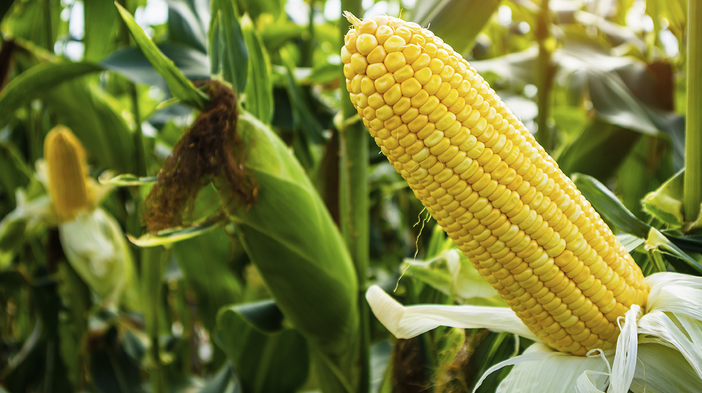 Muchos de los productos que utilizamos y consumimos en nuestro día a día están elaborados a base de maíz. Foto: Adobe Stock.