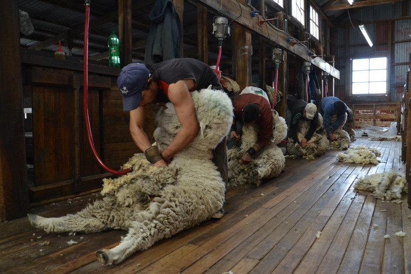 Ovinos en alza: Argentina exportó 45% más de lana y también crecieron las ventas externas de carne | TN