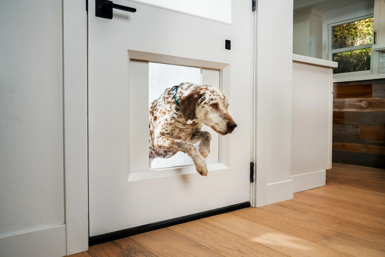 Curiosidades en CES 2021: ¿Pagarías US$3.000 por una puerta para tu perro?