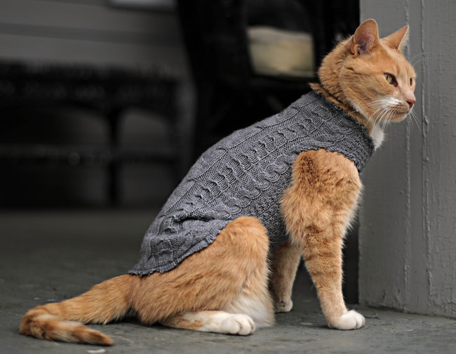 profundamente prefacio tornillo Cómo hacer ropa para gatos de una forma muy fácil | TN