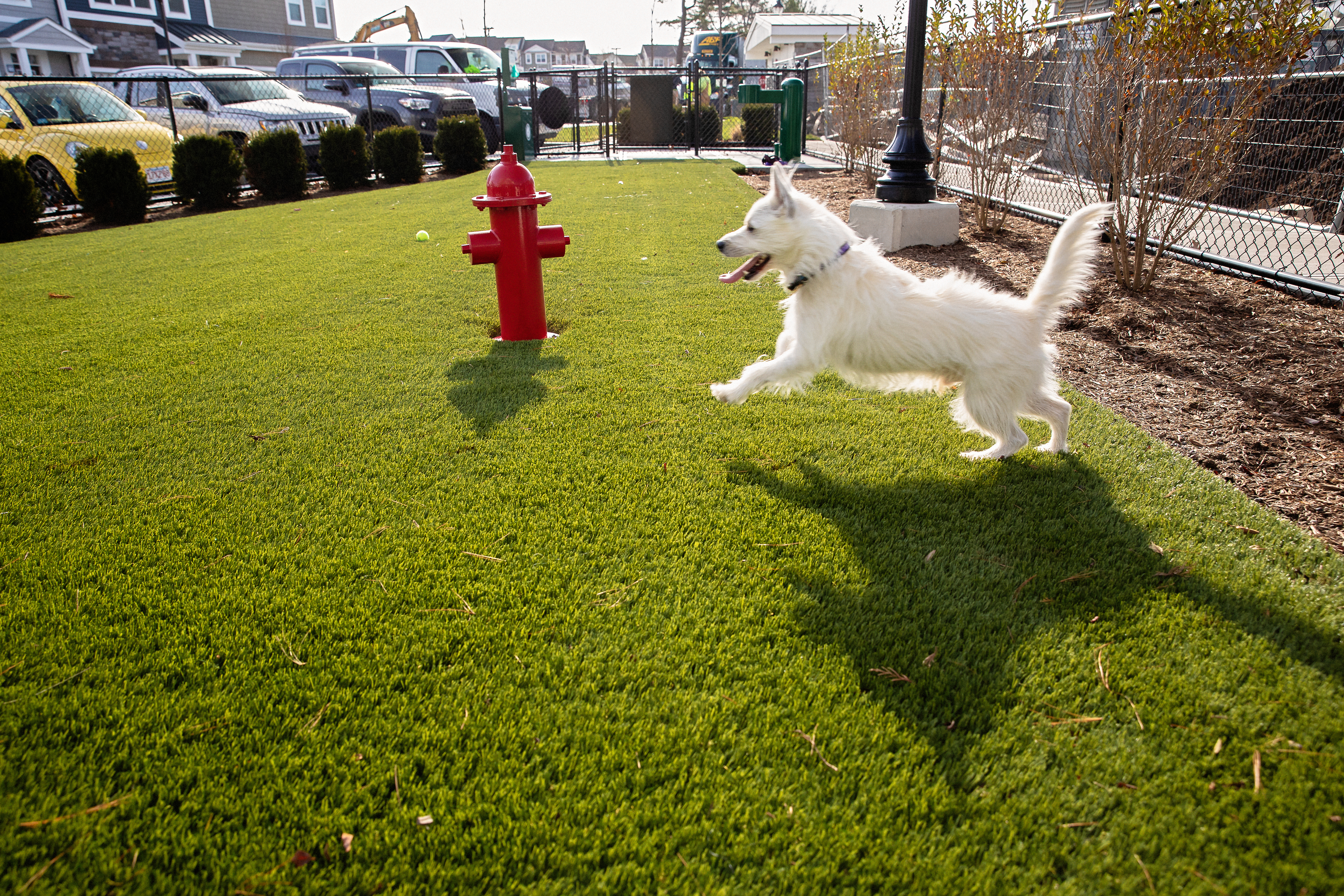Dog park at Avalon (2 of 2)