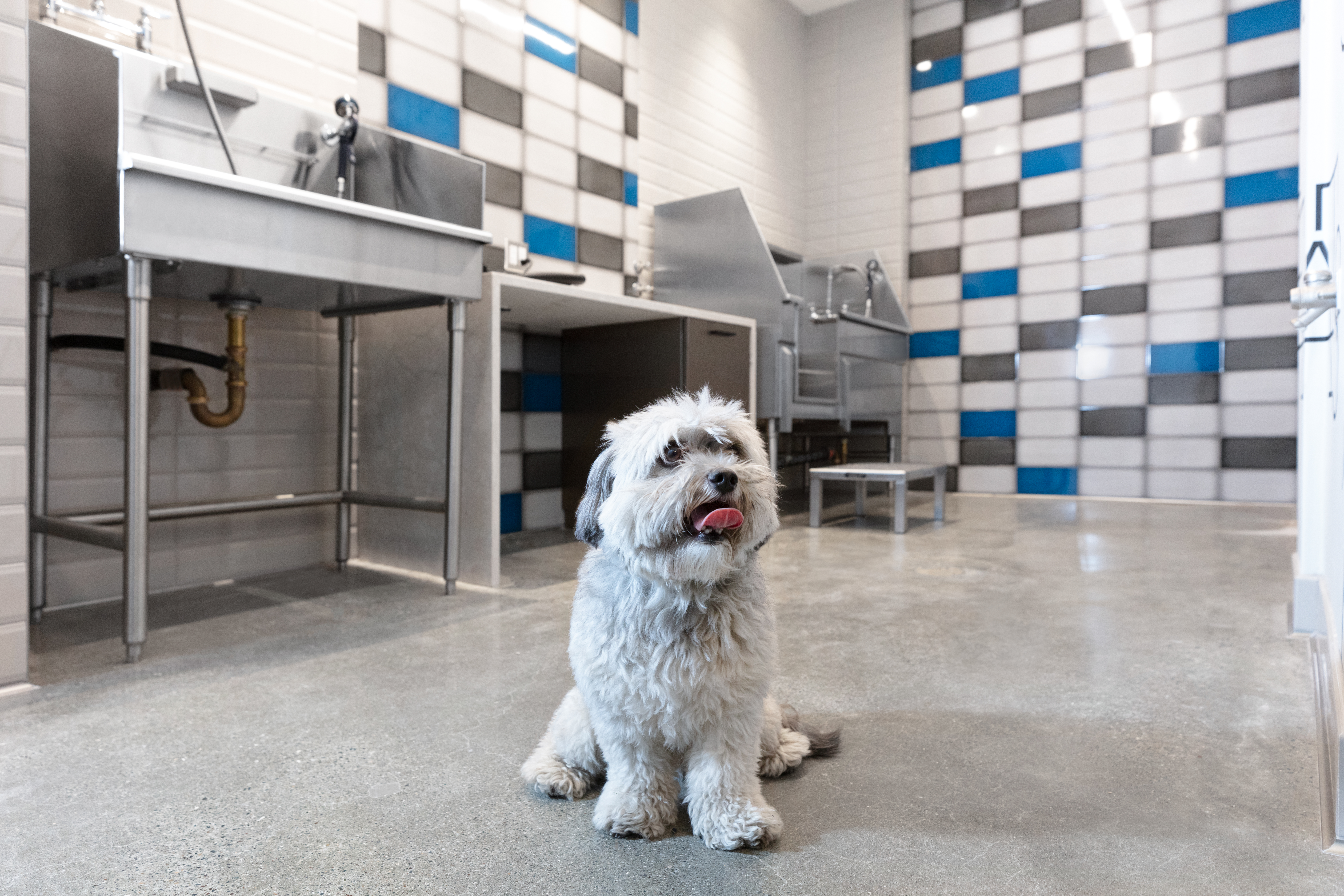 Pet wash at Avalon Public Market (2 of 2)