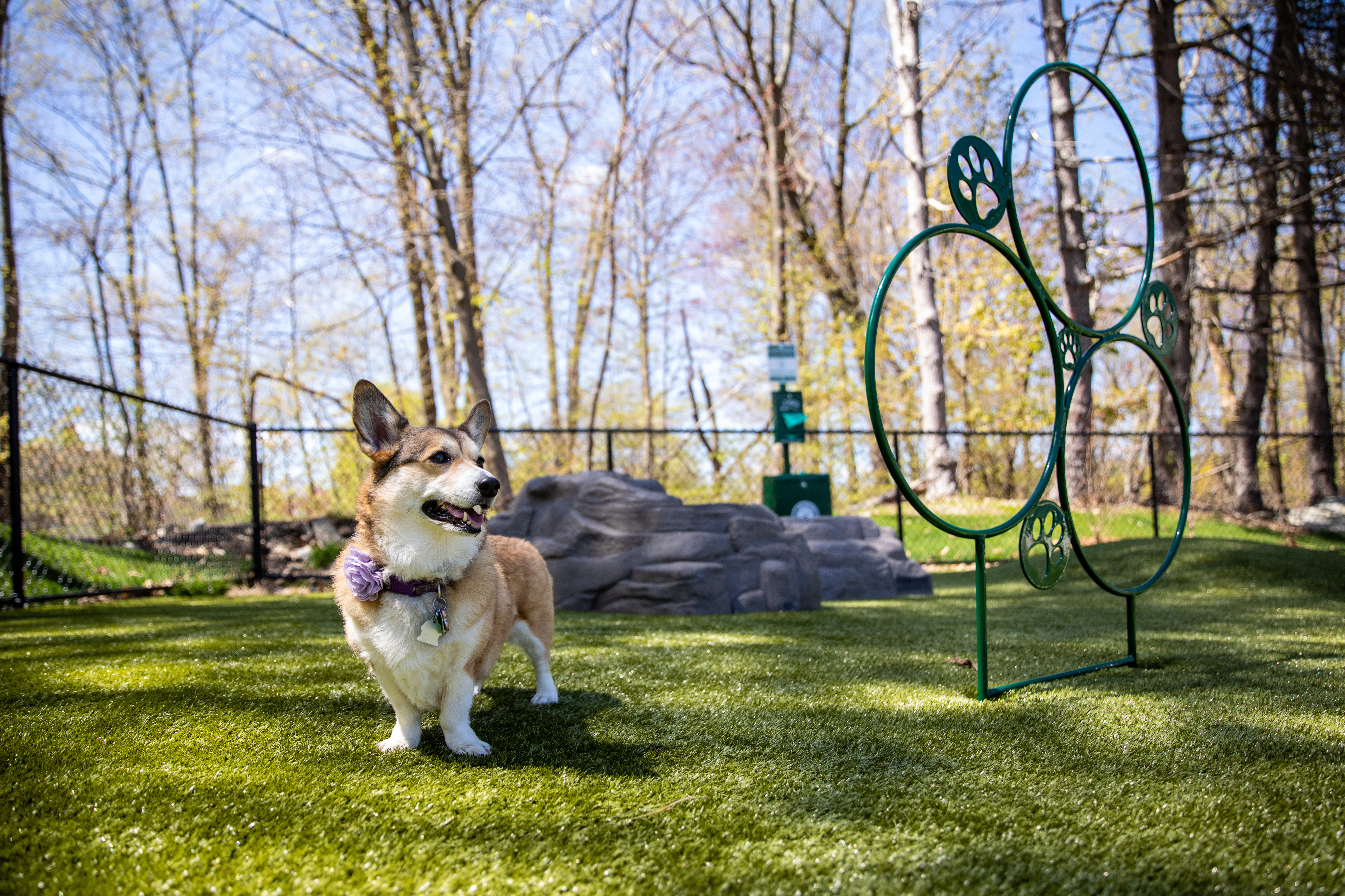 Dog park at Avalon (1 of 2)