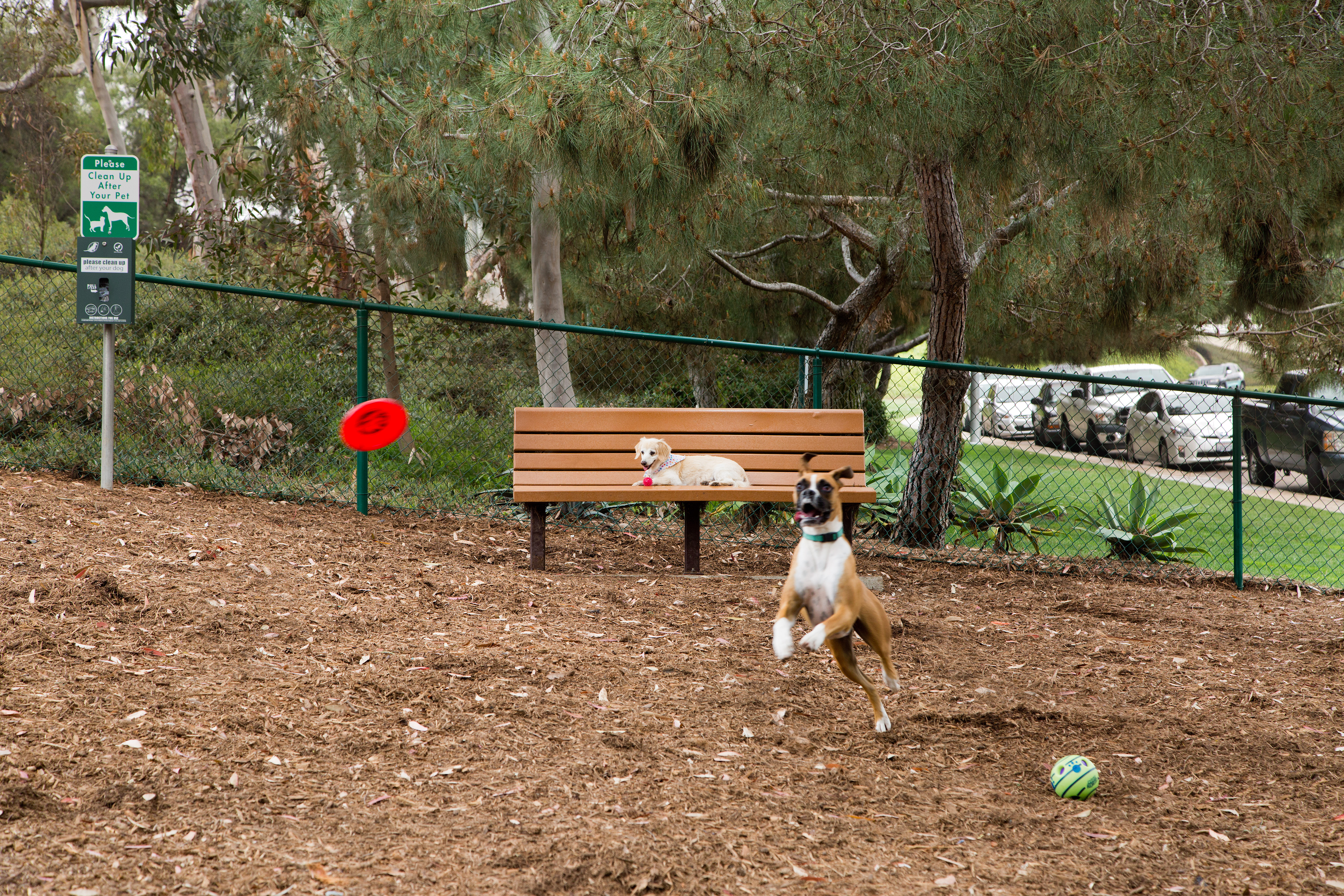Dog park at Avalon La Jolla Colony