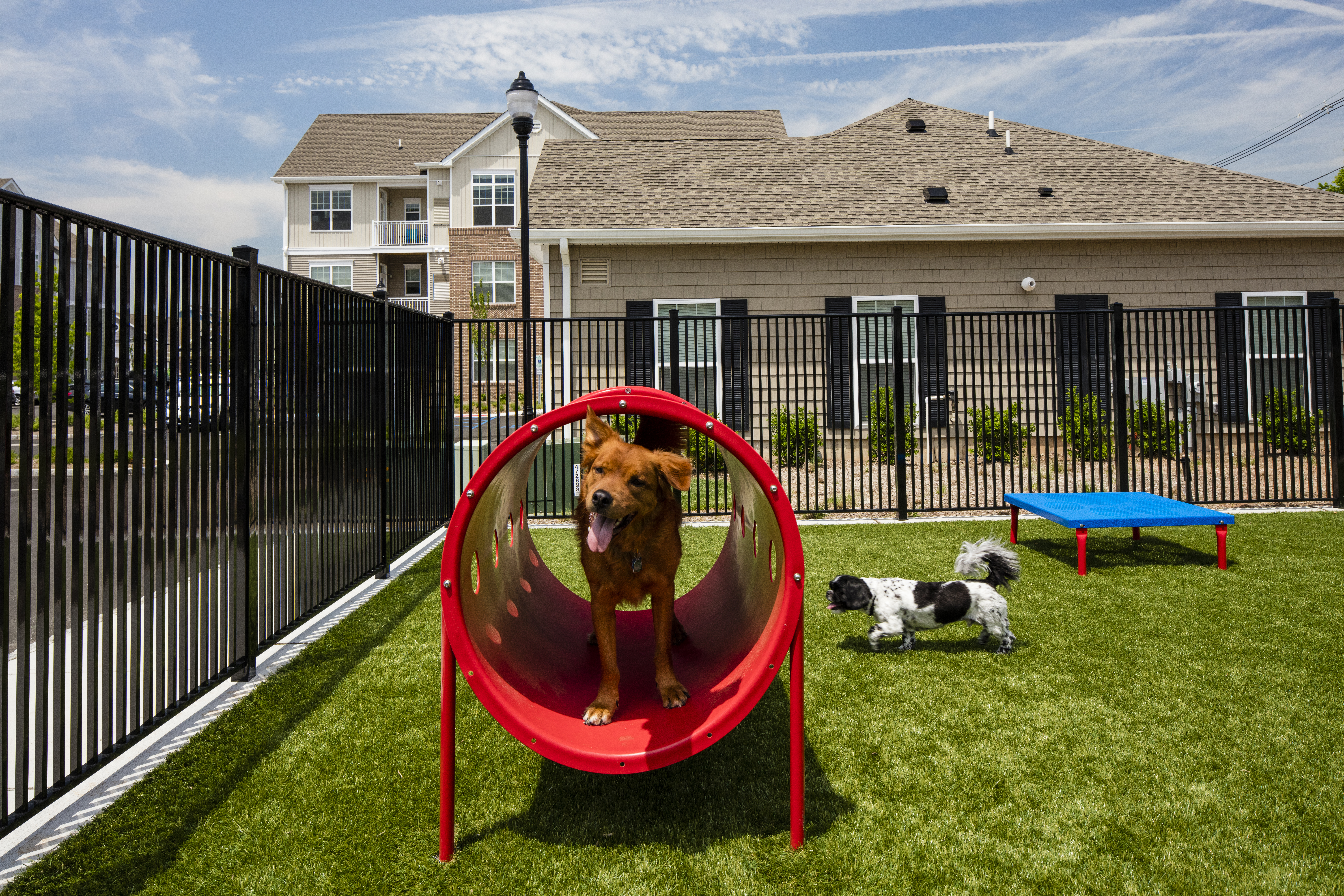 Dog park at Avalon