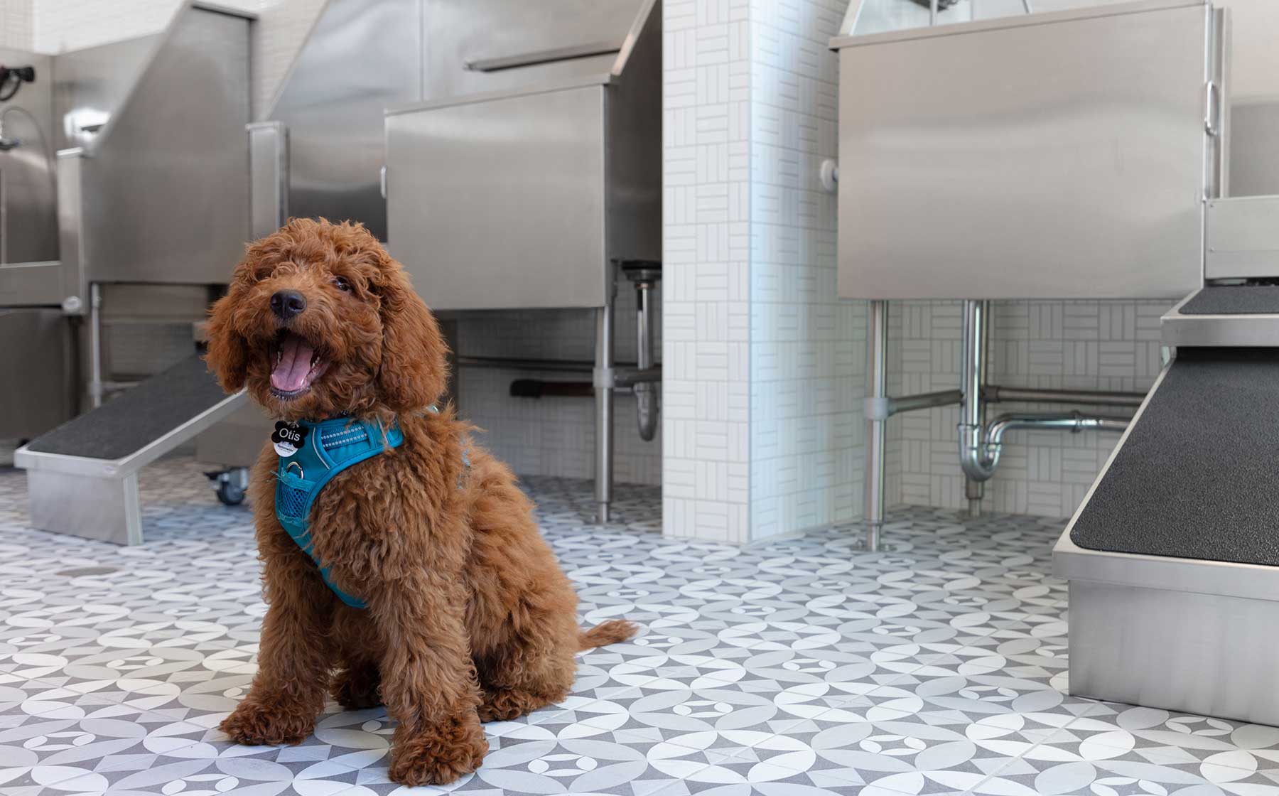Pet wash at Avalon