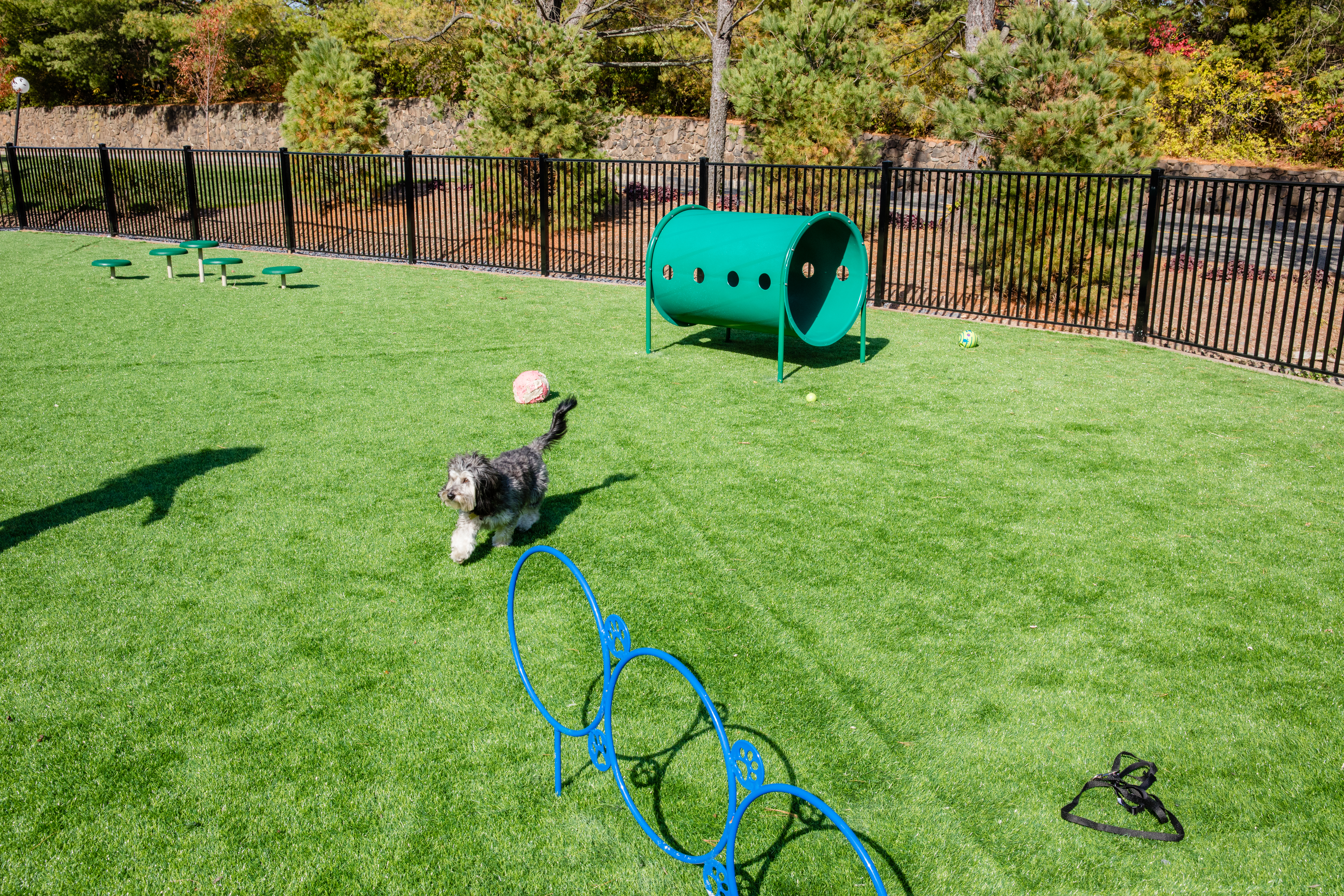 Dog park at Avalon Townhome Collection (2 of 2)
