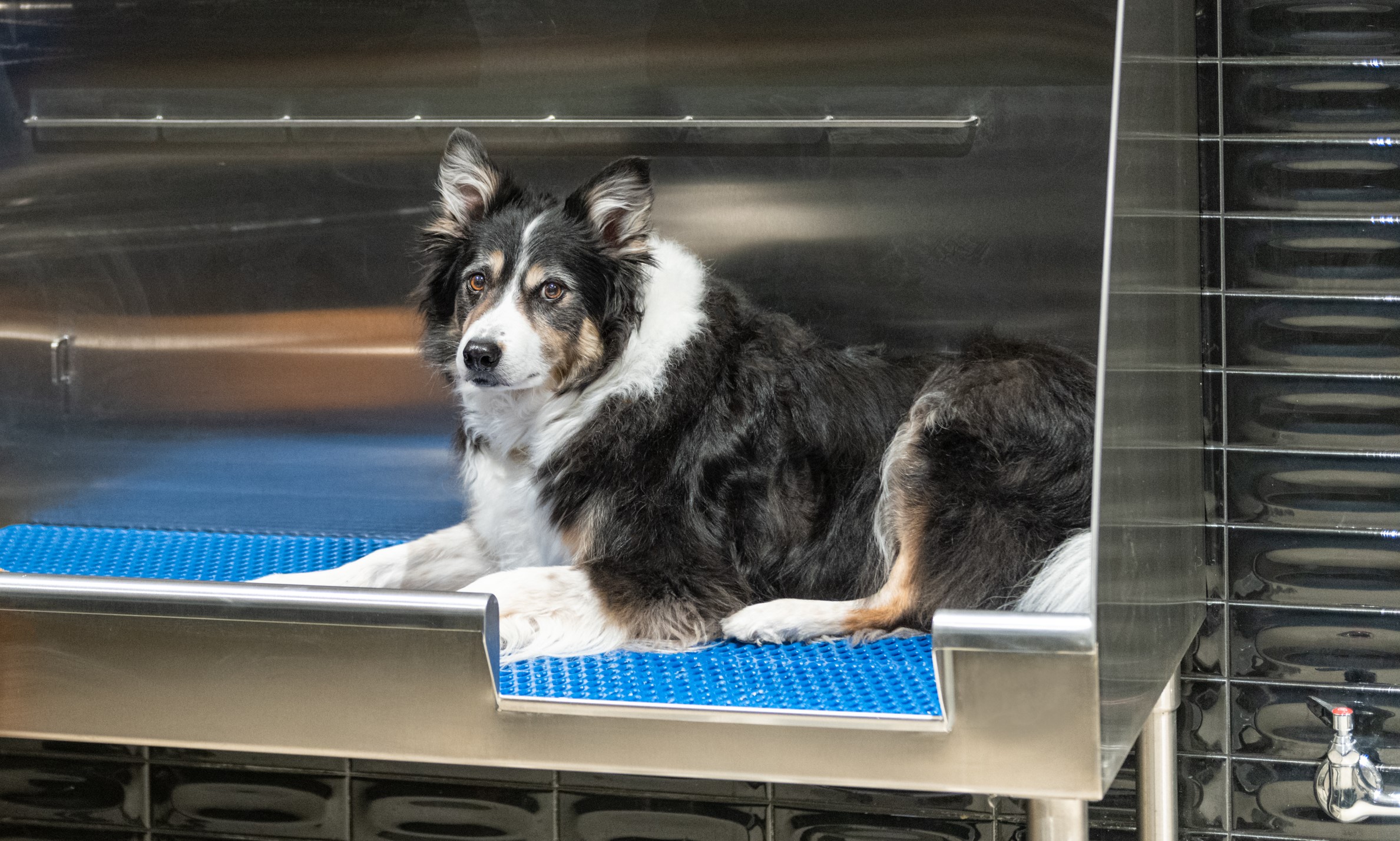 Pet wash at Ava Rino (2 of 2)