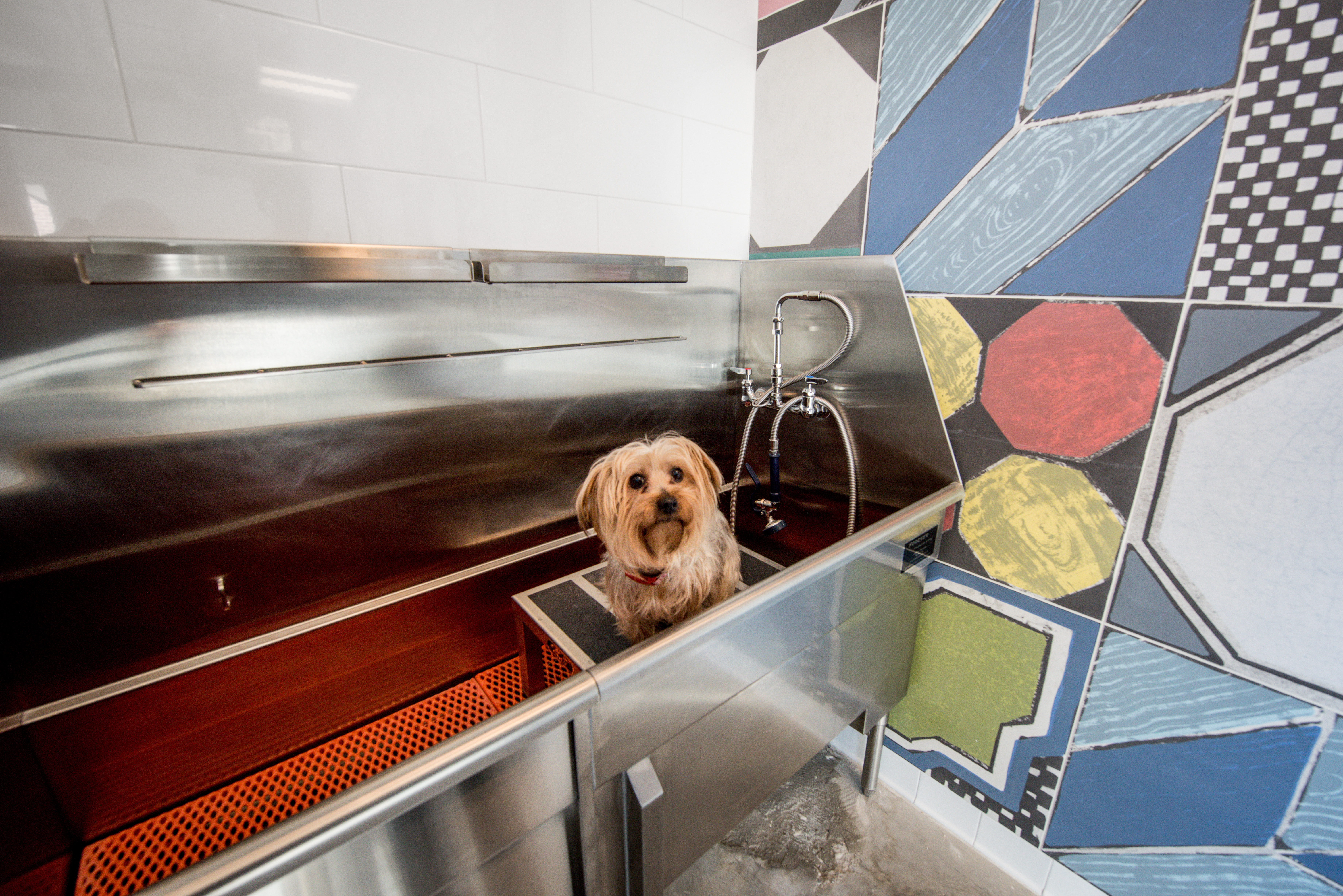 Pet wash at Ava