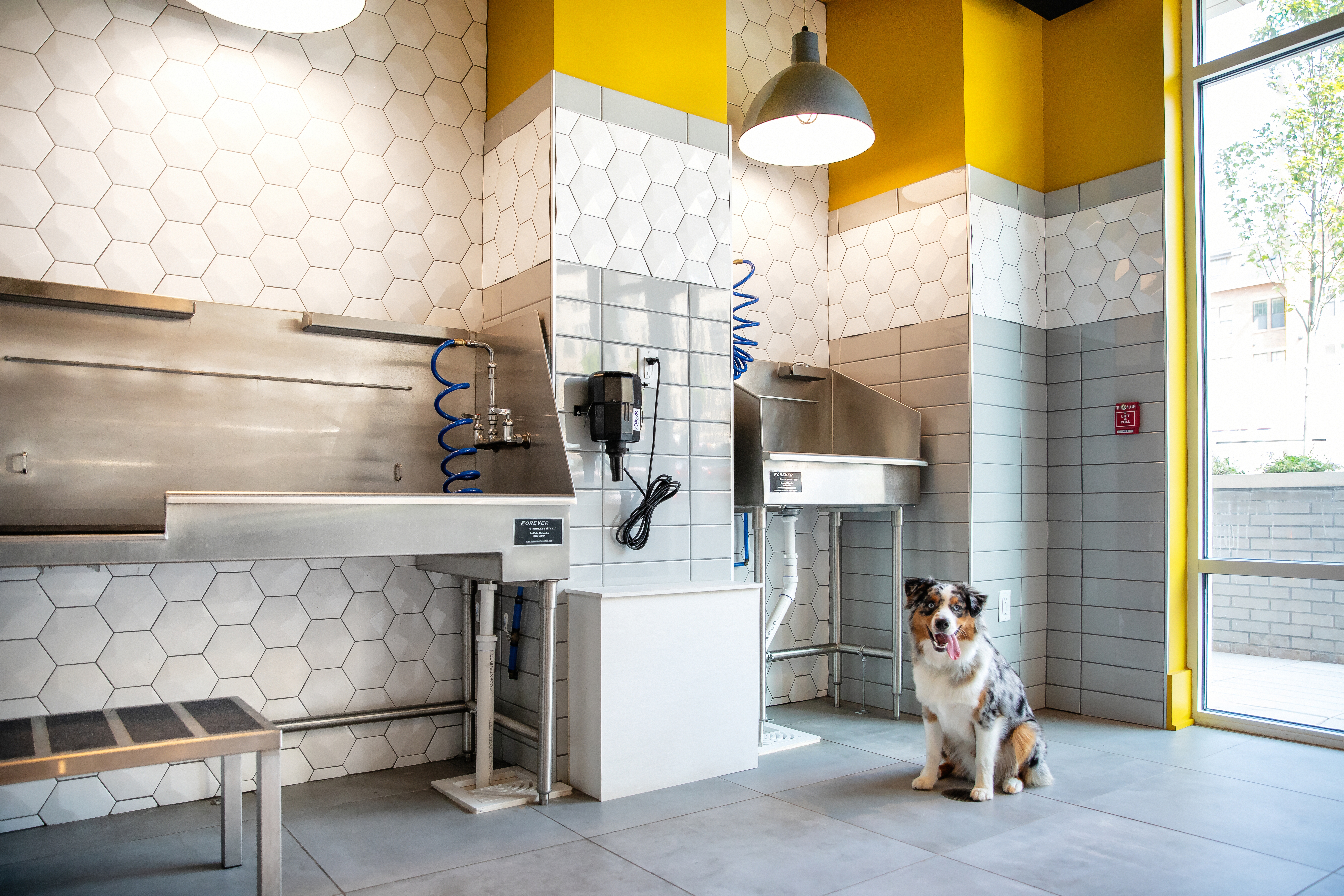 Pet wash at Avalon Somerville Station