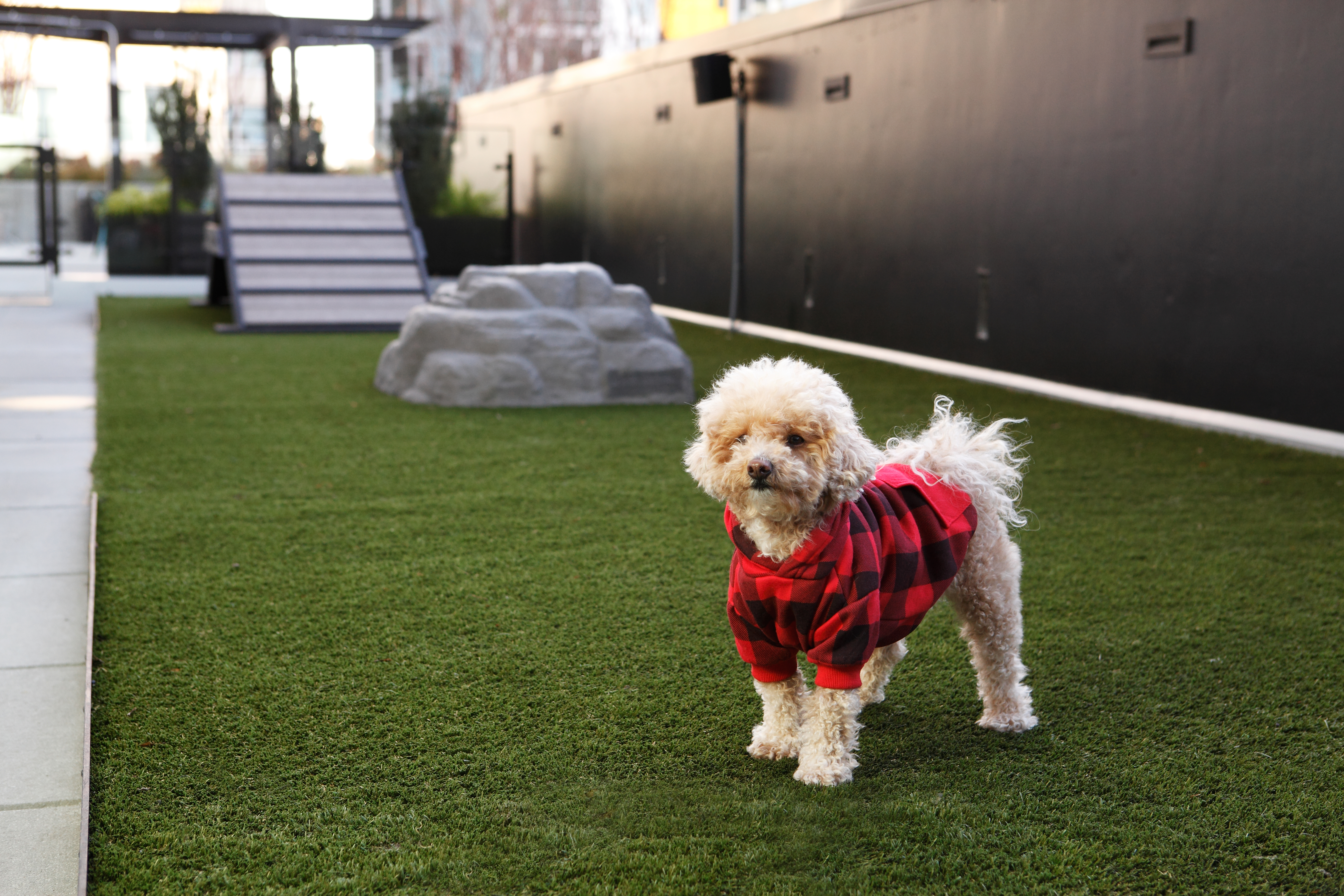 Dog park at Avalon Belltown Towers