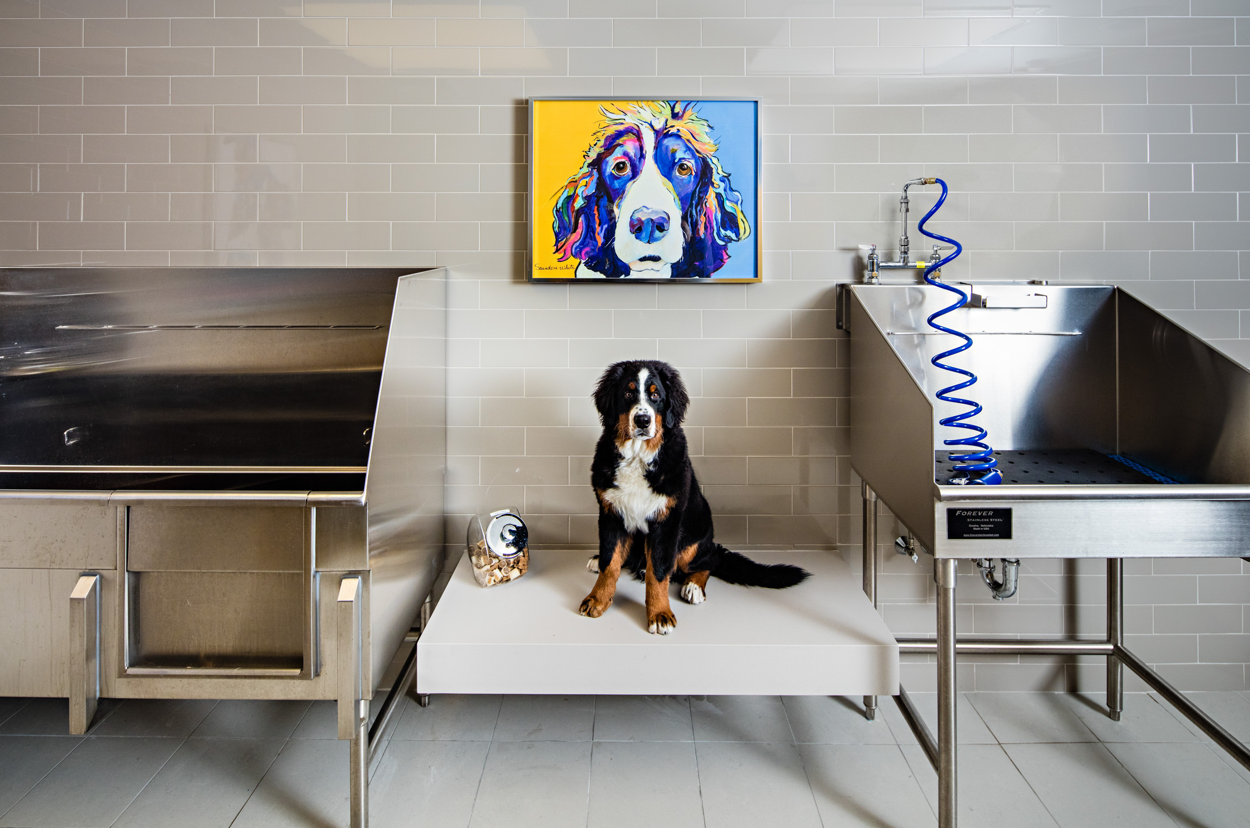 Pet wash at Avalon