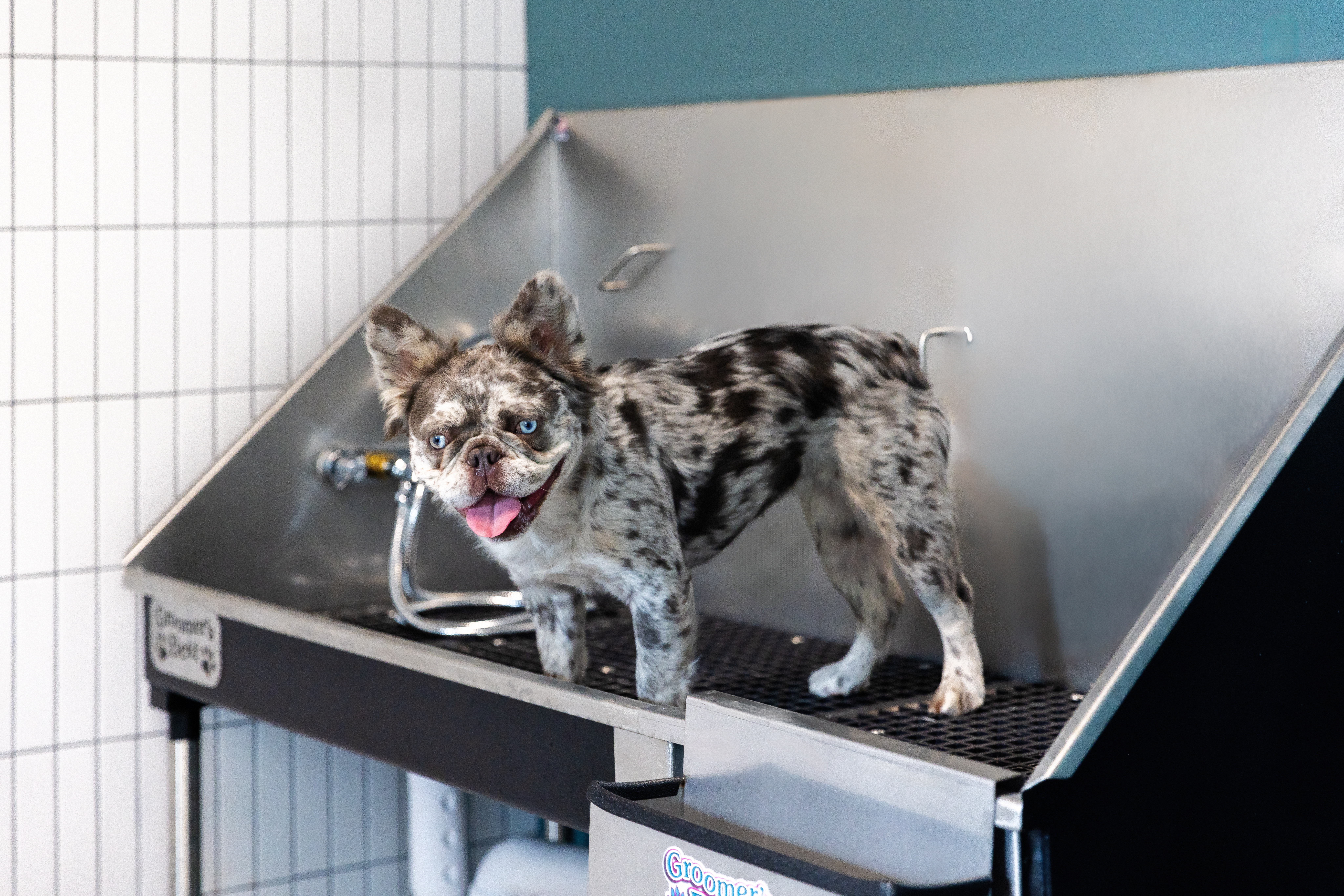 Pet wash at Avalon Lake Norman