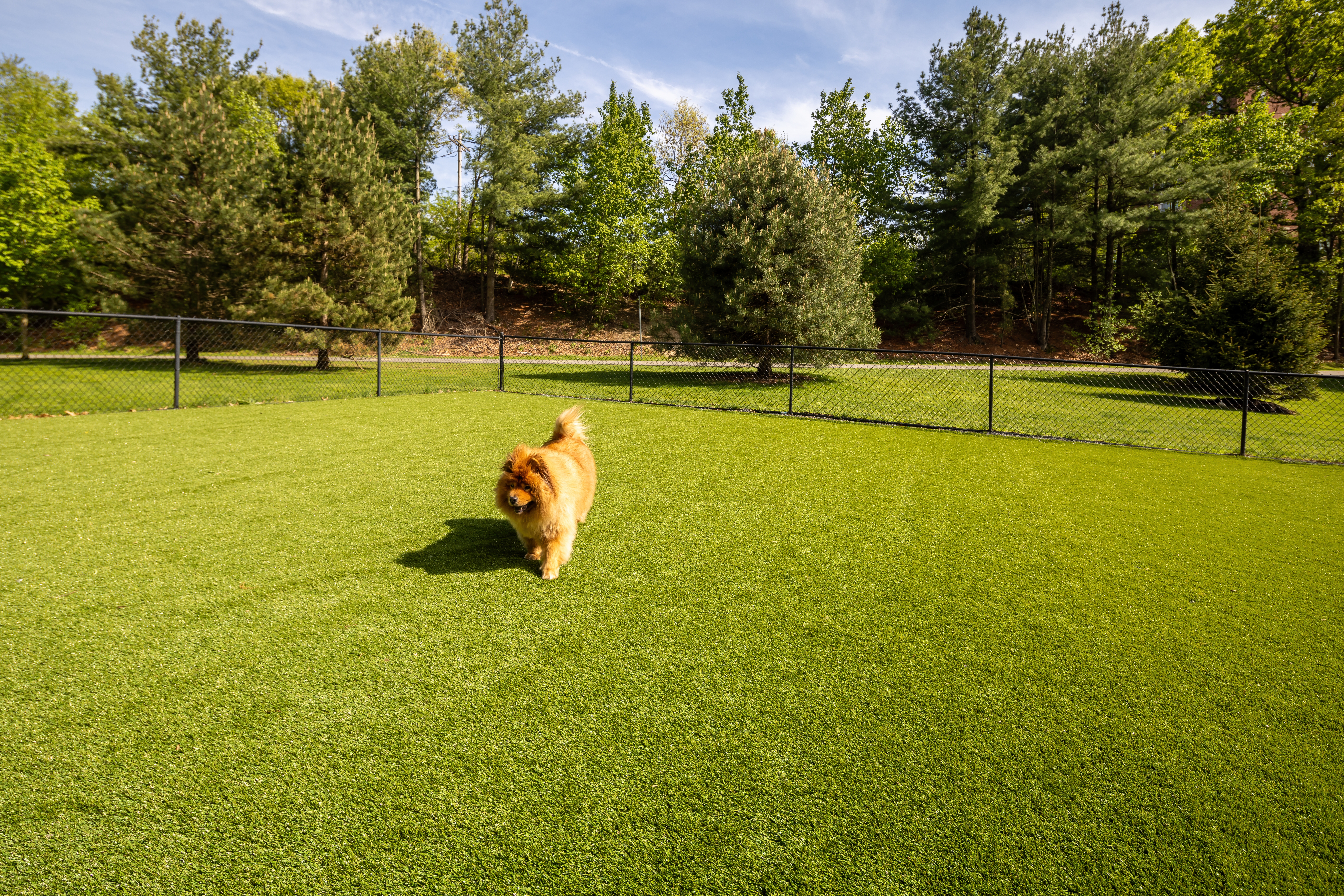 Dog park at Avalon