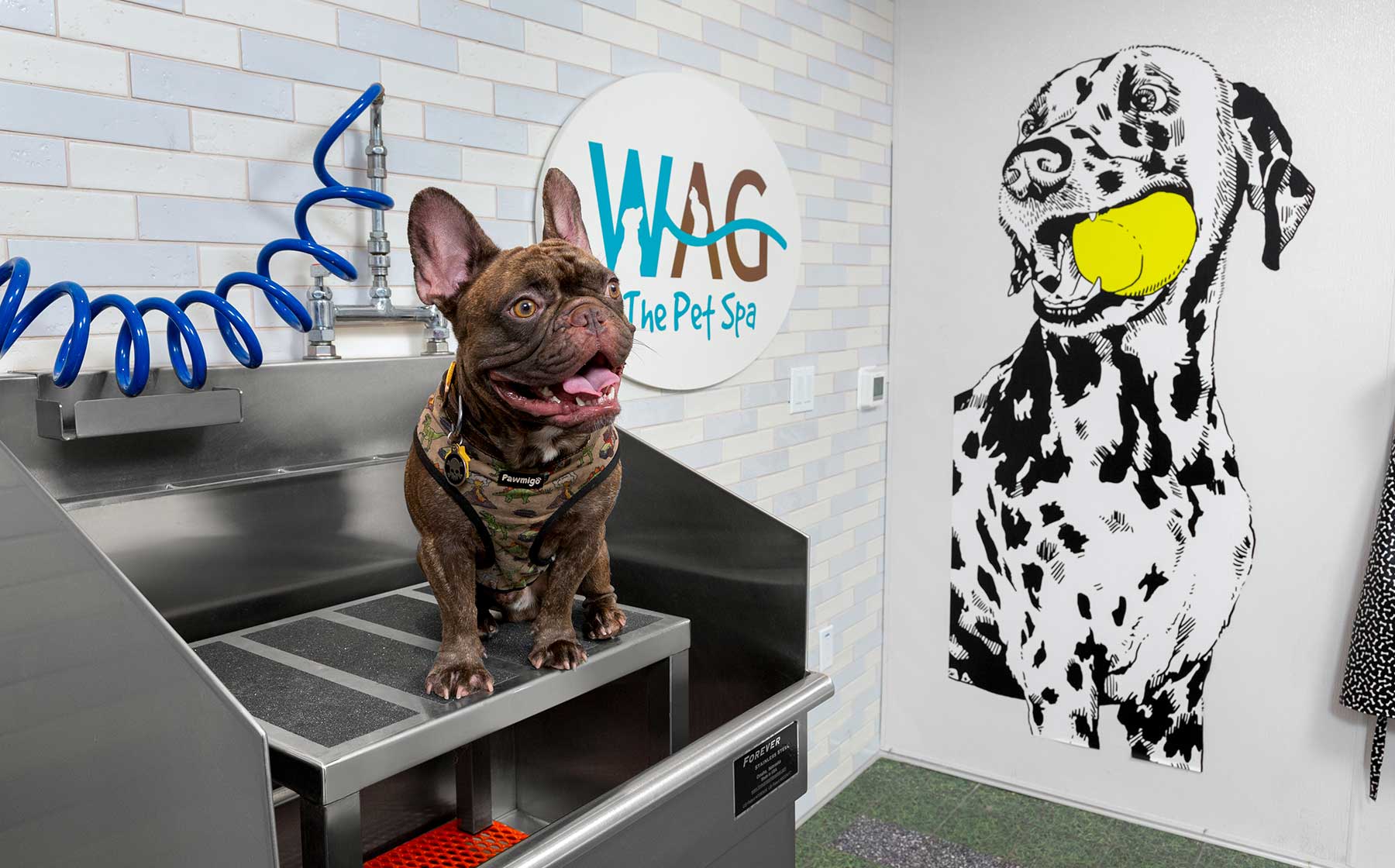 Pet wash at Ava Hollywood At La Pietra Place