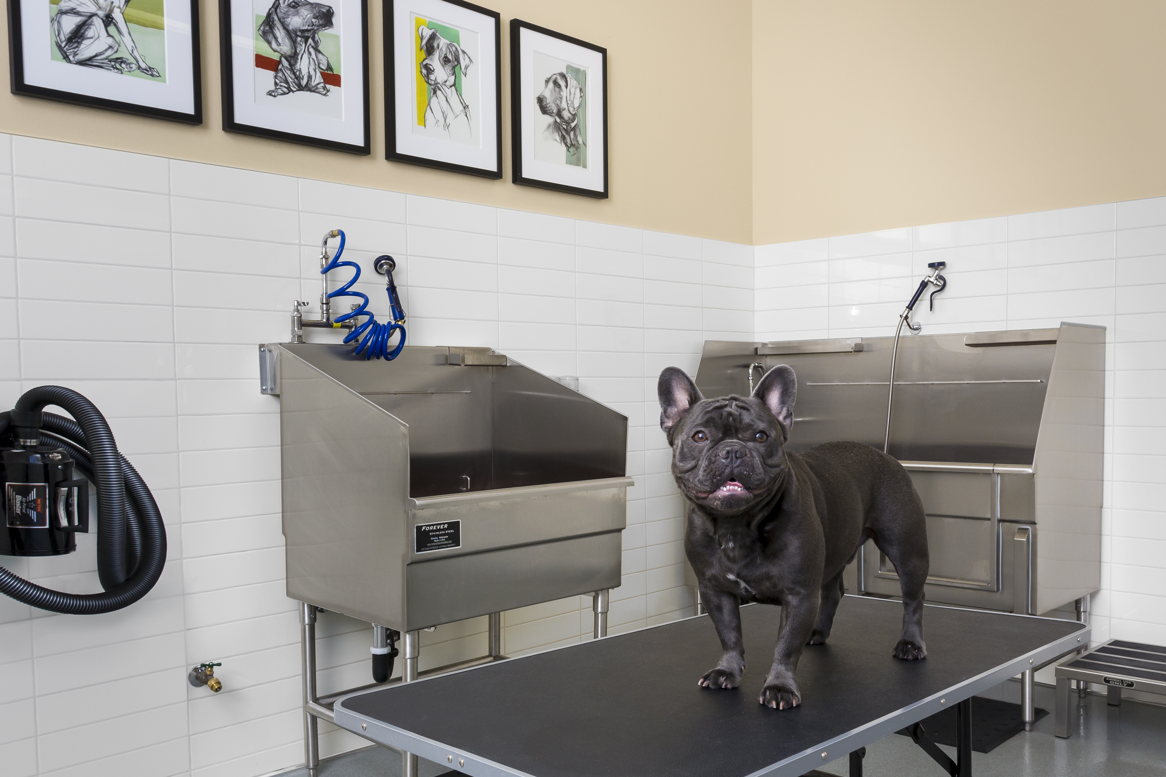 Pet wash at Avalon (1 of 2)