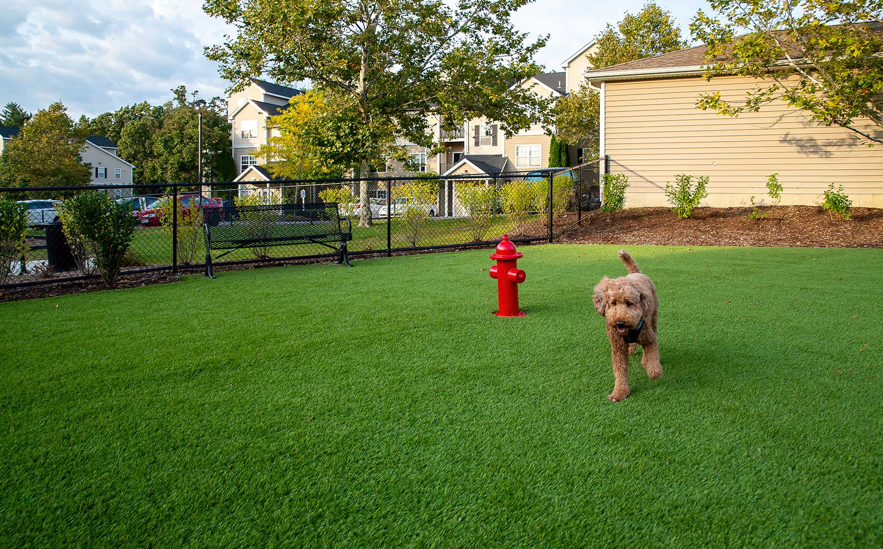 Dog park at Avalon