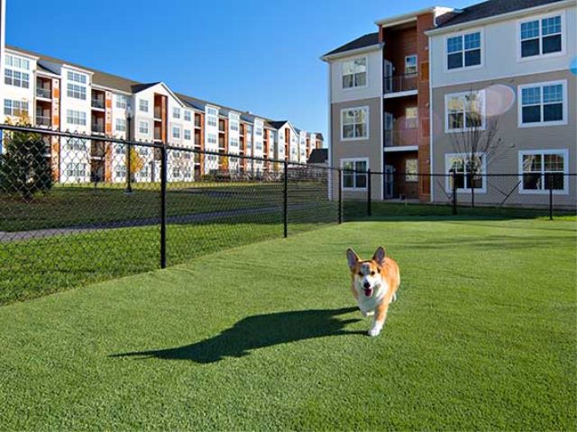 Dog park at Avalon (1 of 2)