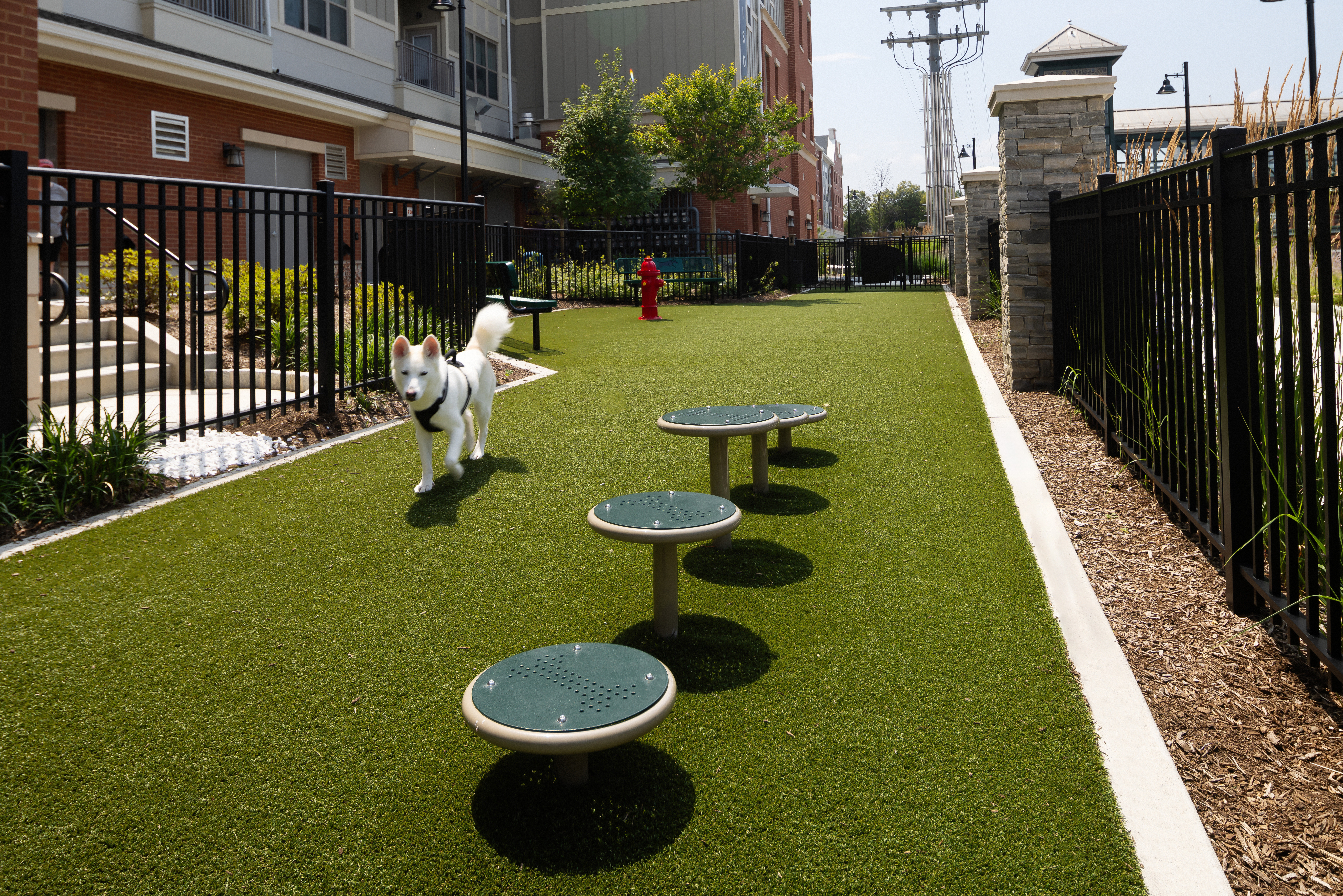 Dog park at Avalon