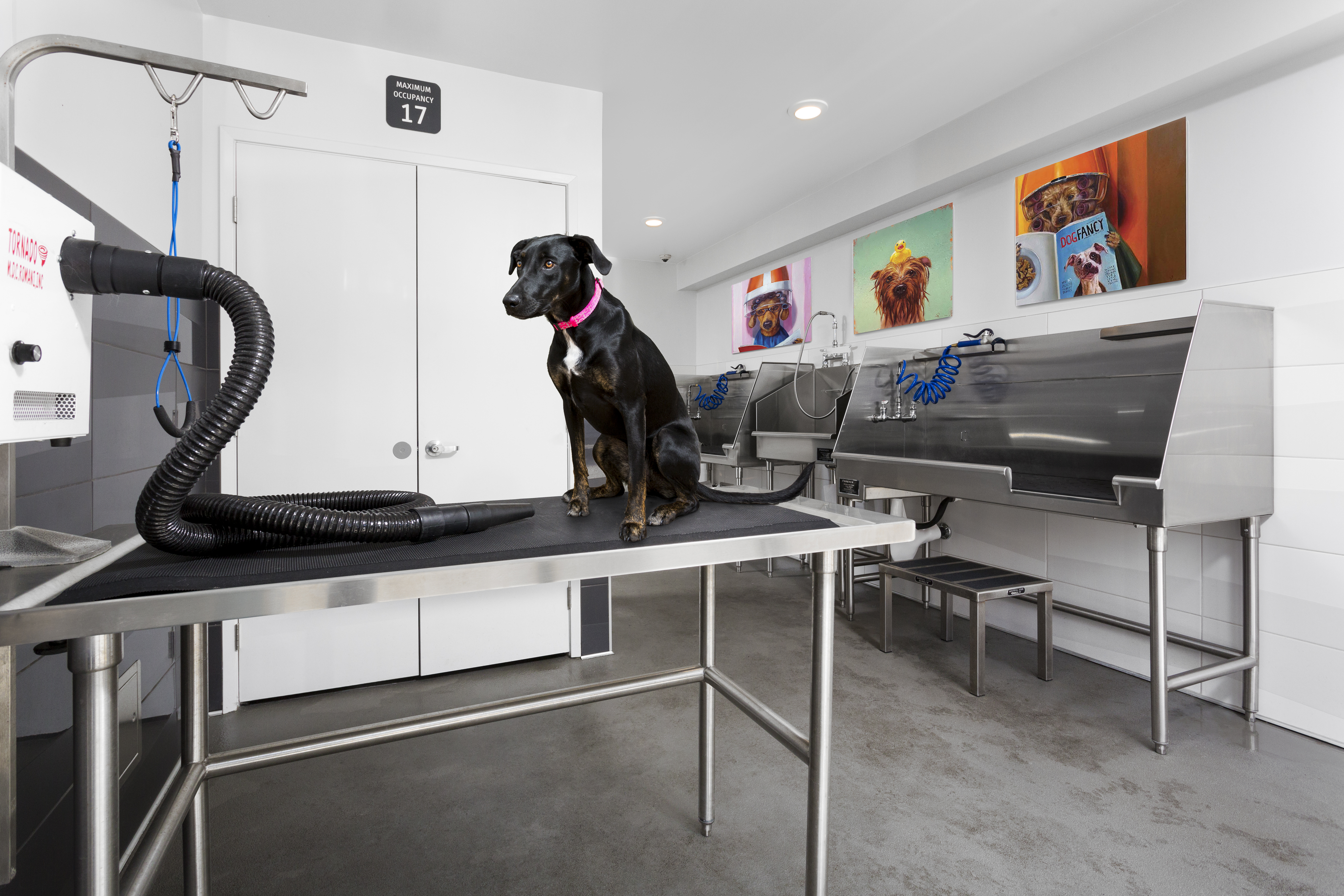 Pet wash at Ava Toluca Hills