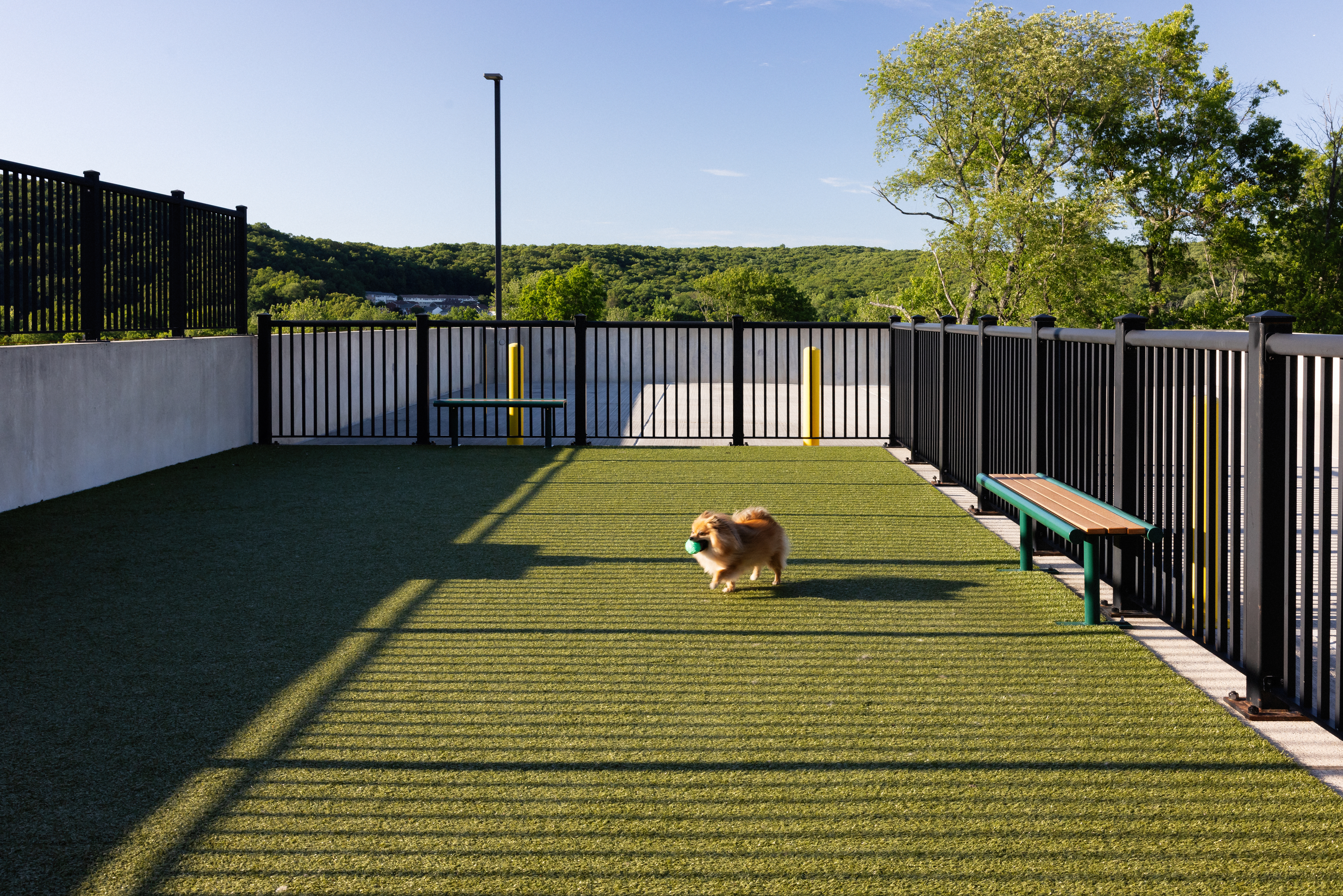 Dog park at Avalon