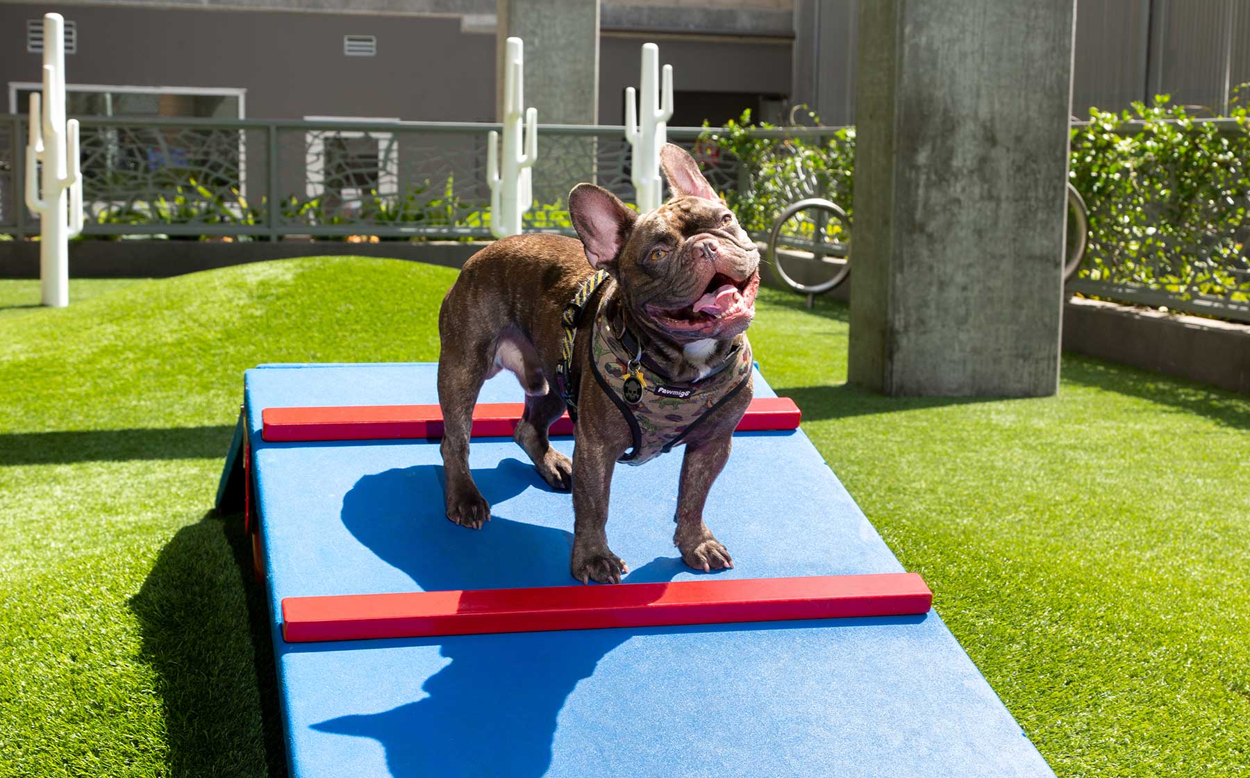 Dog park at Ava Hollywood At La Pietra Place