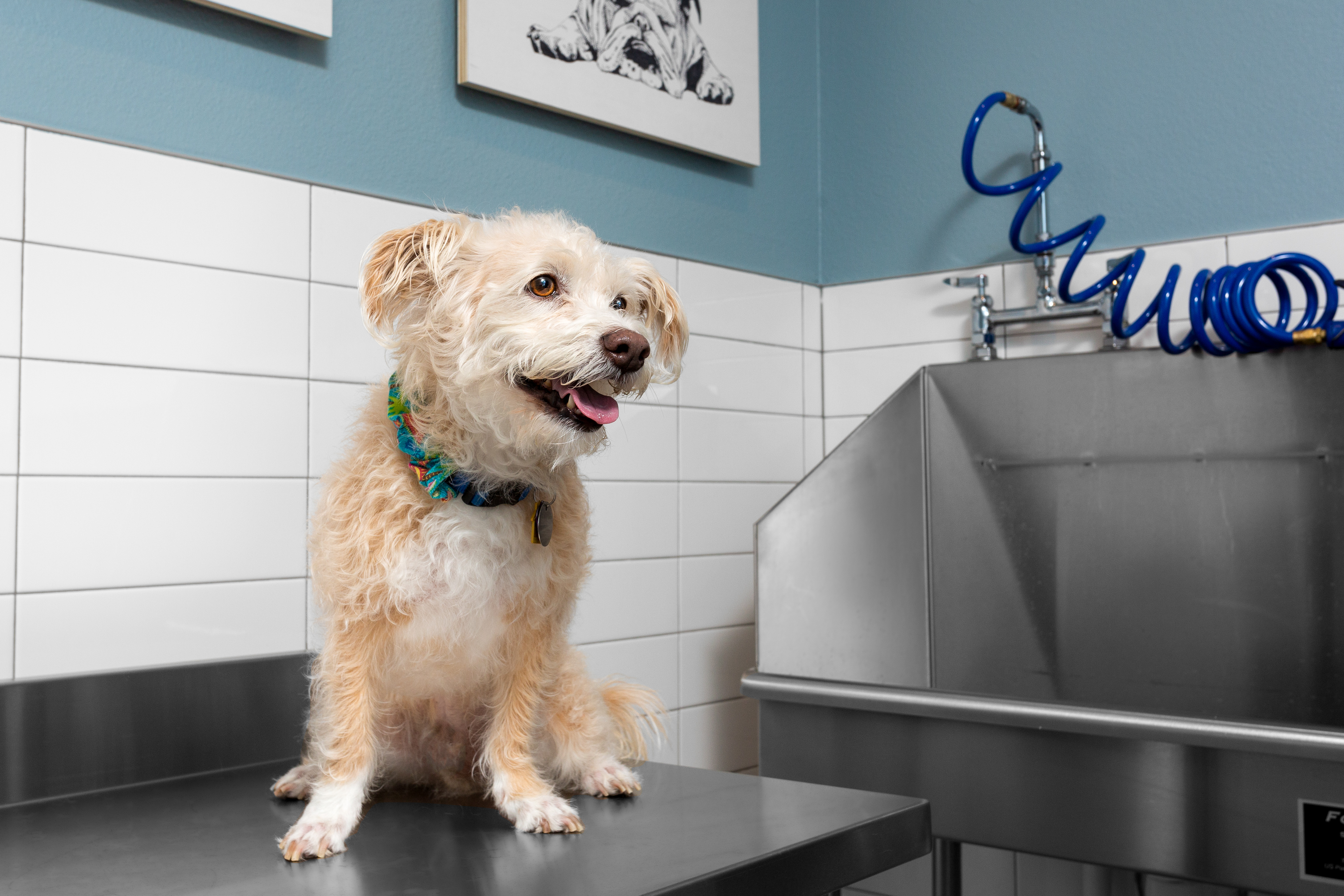 Pet wash at Avalon (1 of 2)