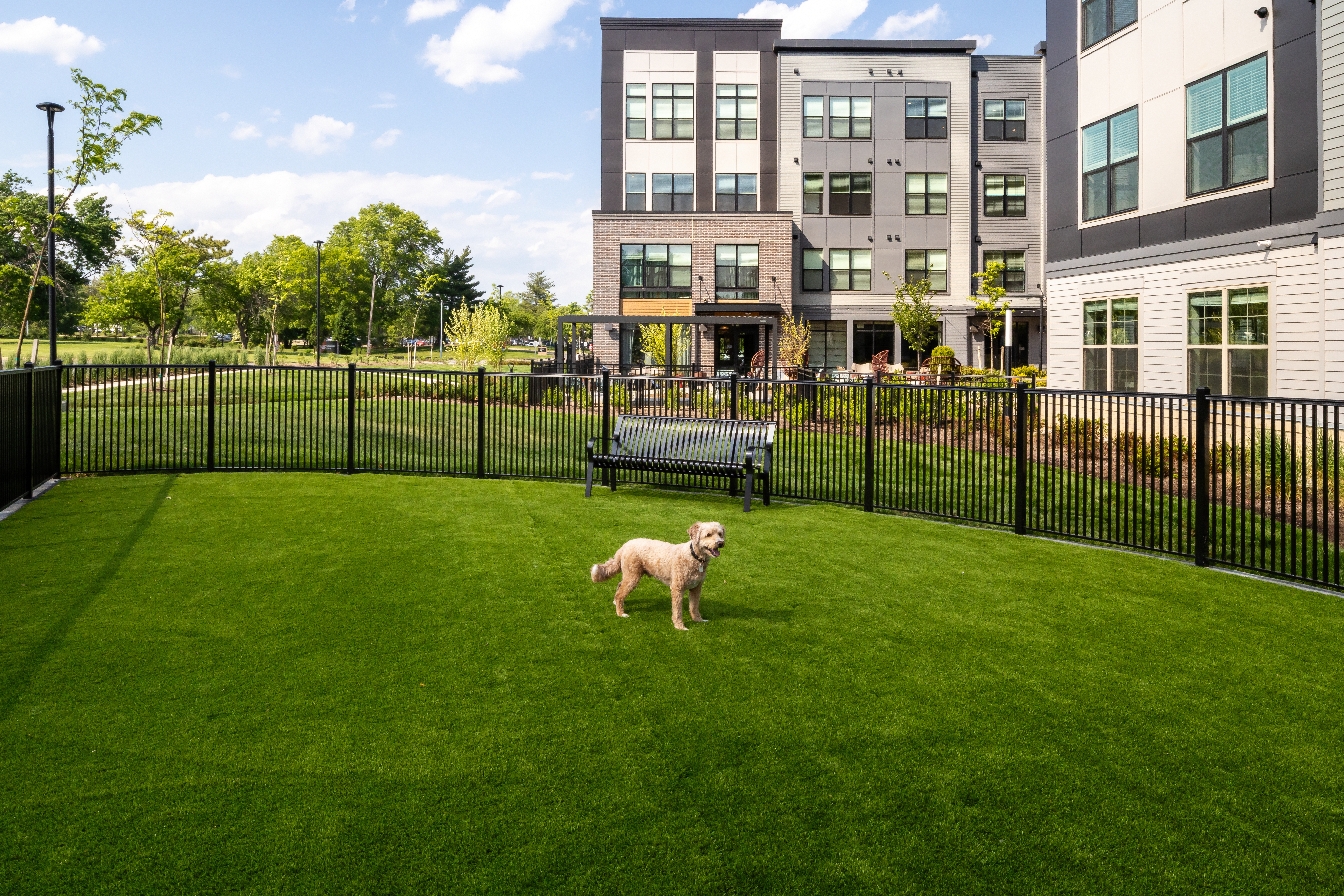 Dog park at Avalon