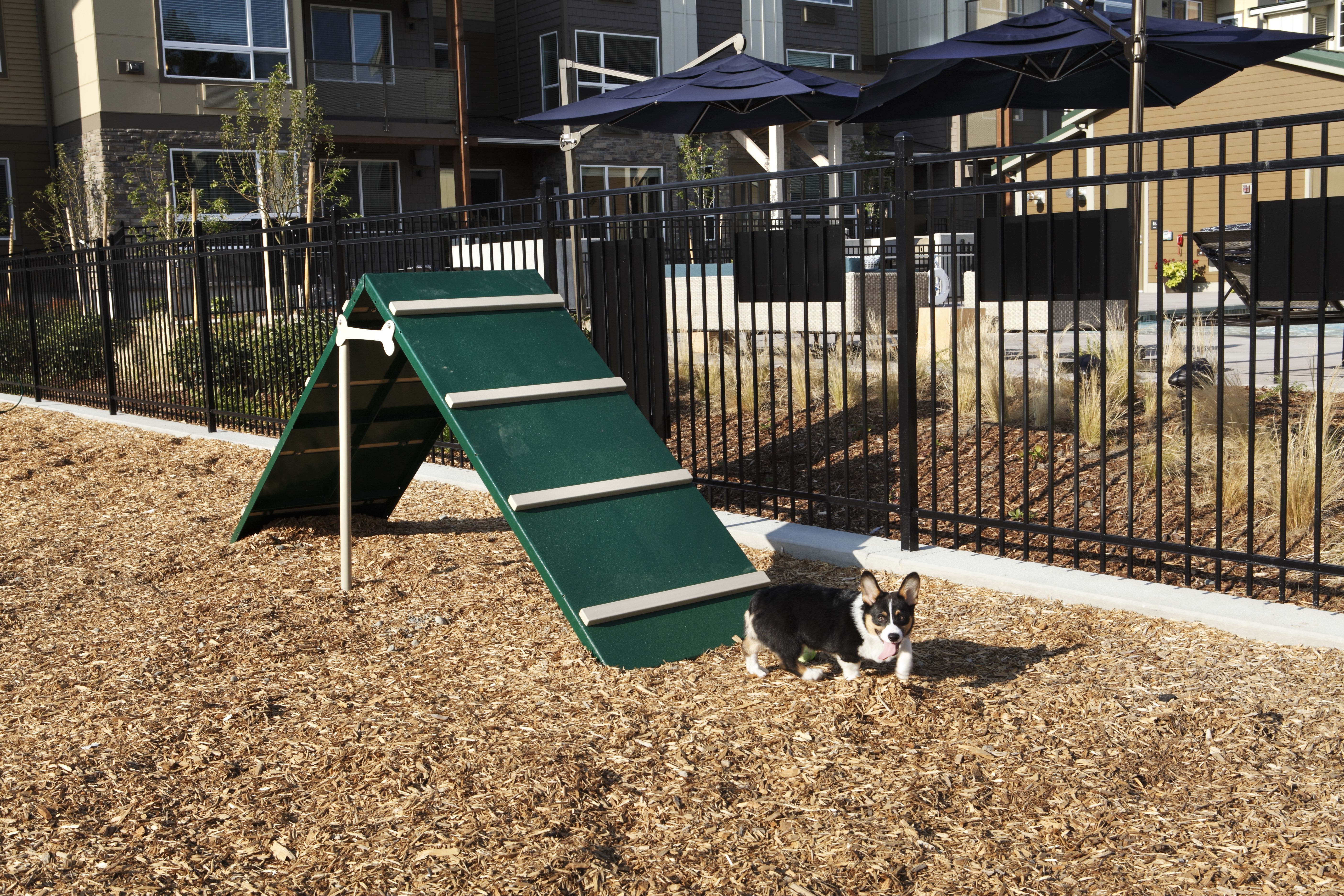 Dog park at Avalon North Creek