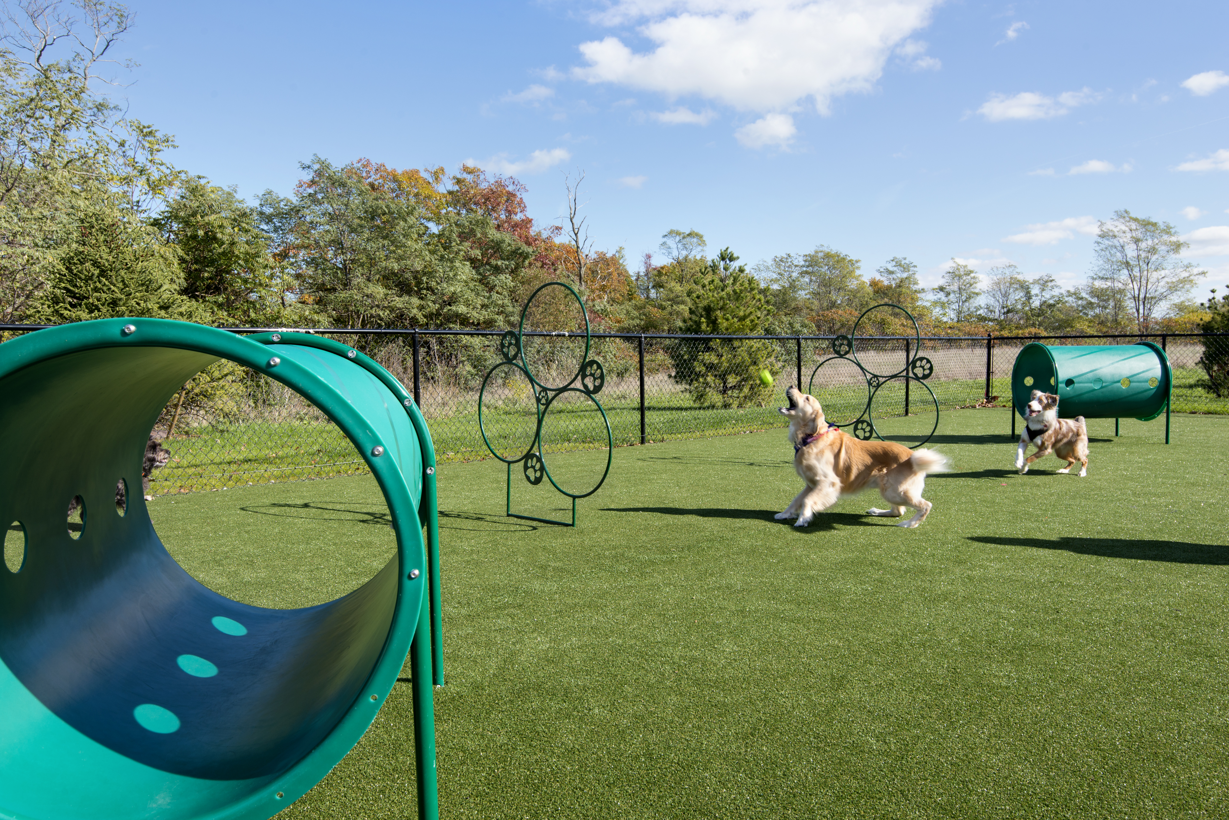 Dog park at Avalon (1 of 2)