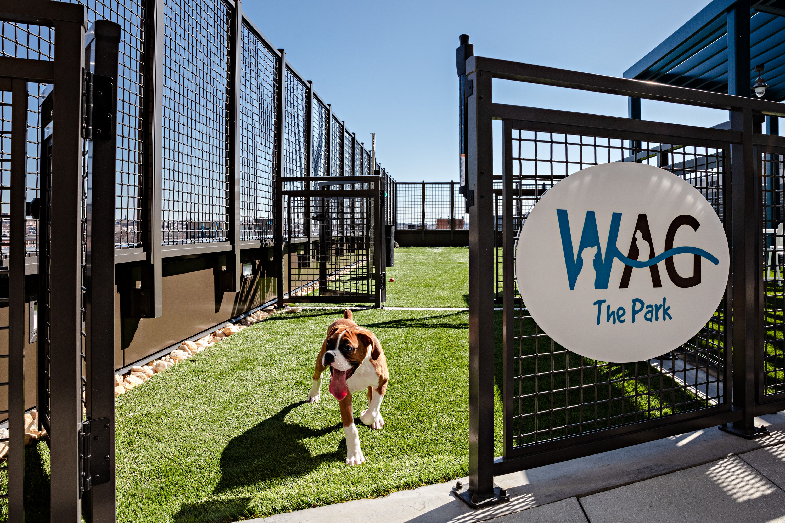 Dog park at Avalon 555 President