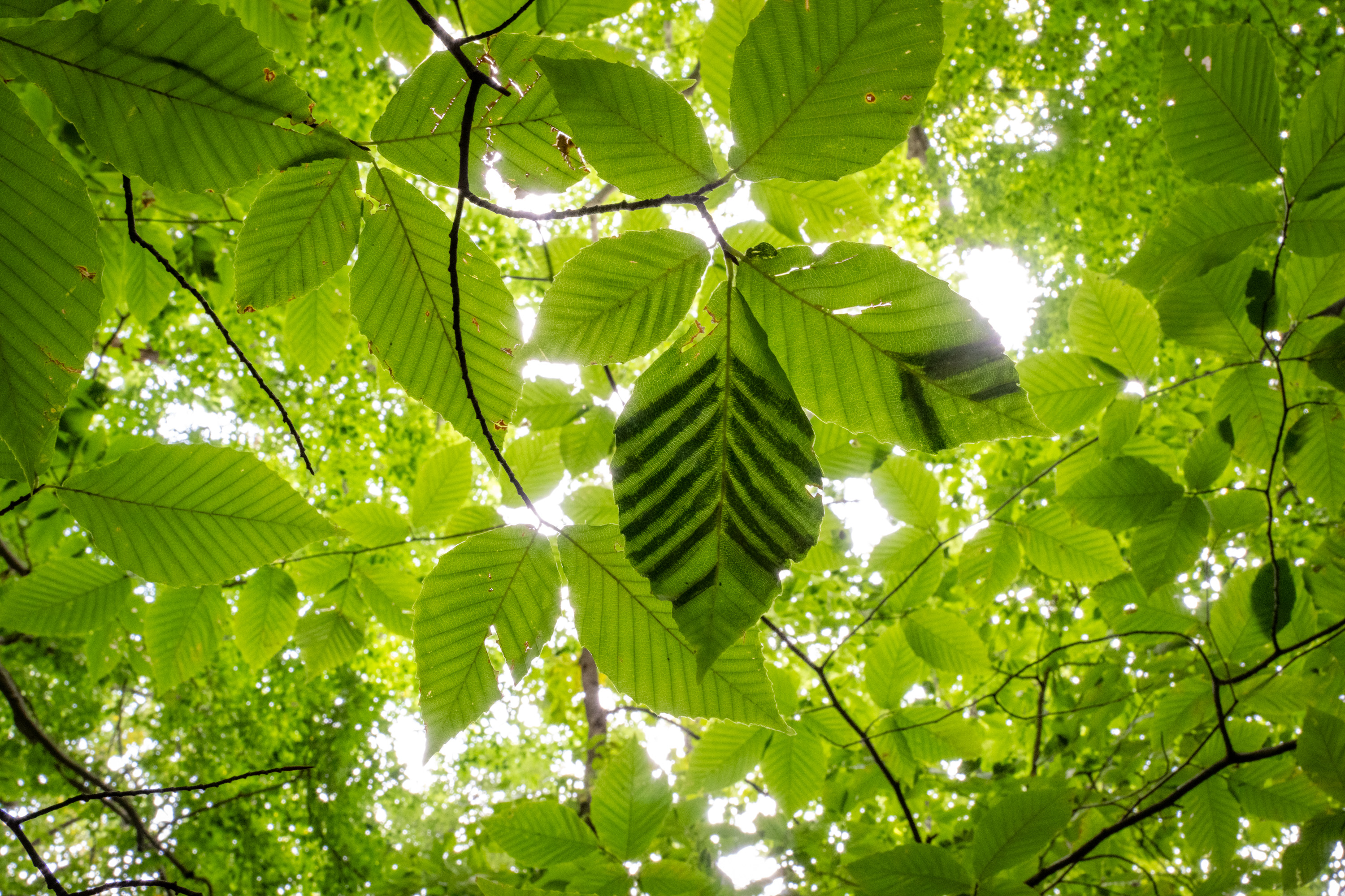 A mysterious new disease is poised to devastate Maryland's beech trees