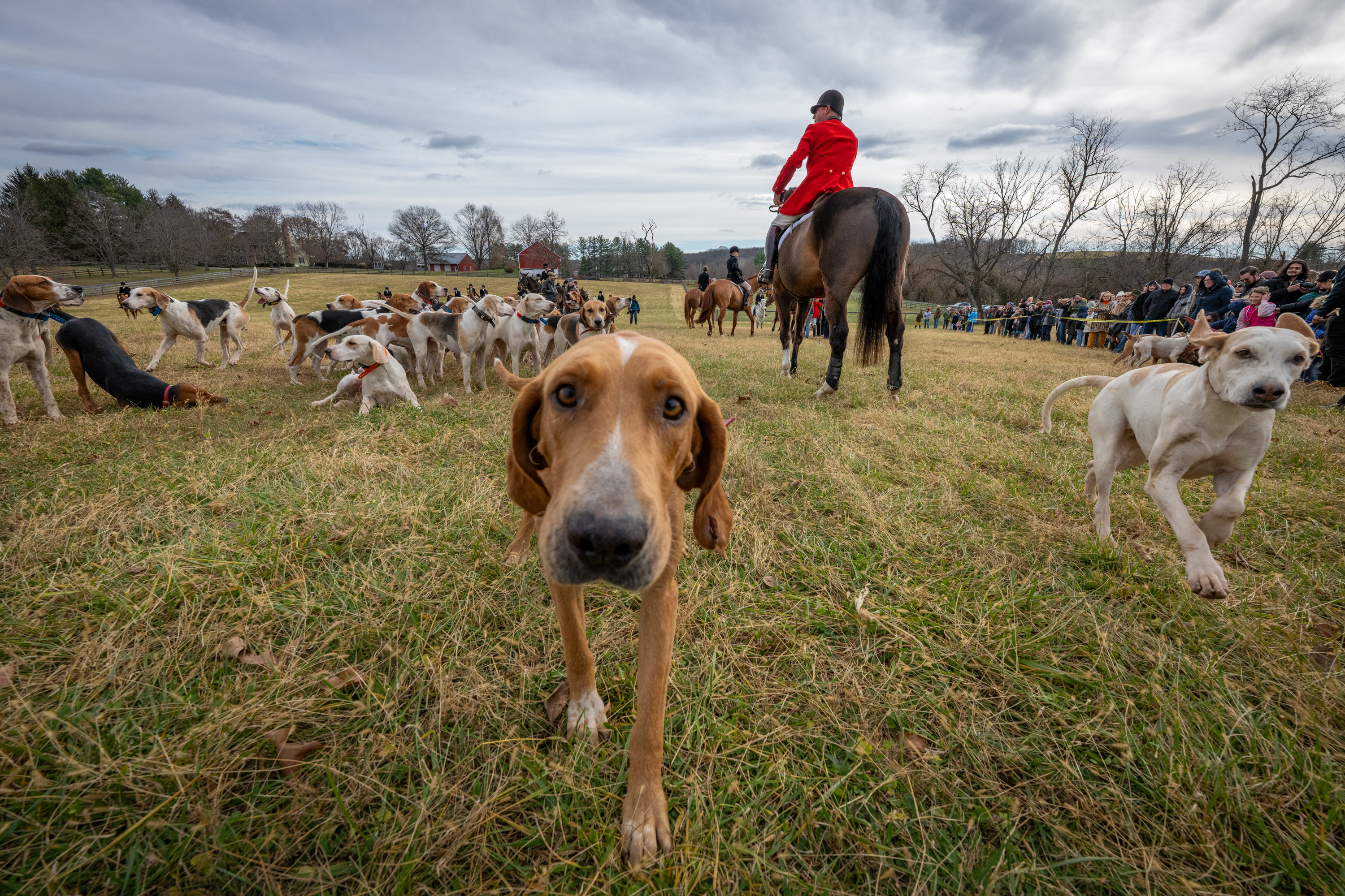 Hounds Of Howgate