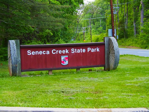 Beaver found dead at state park in Montgomery County tests positive for rabies