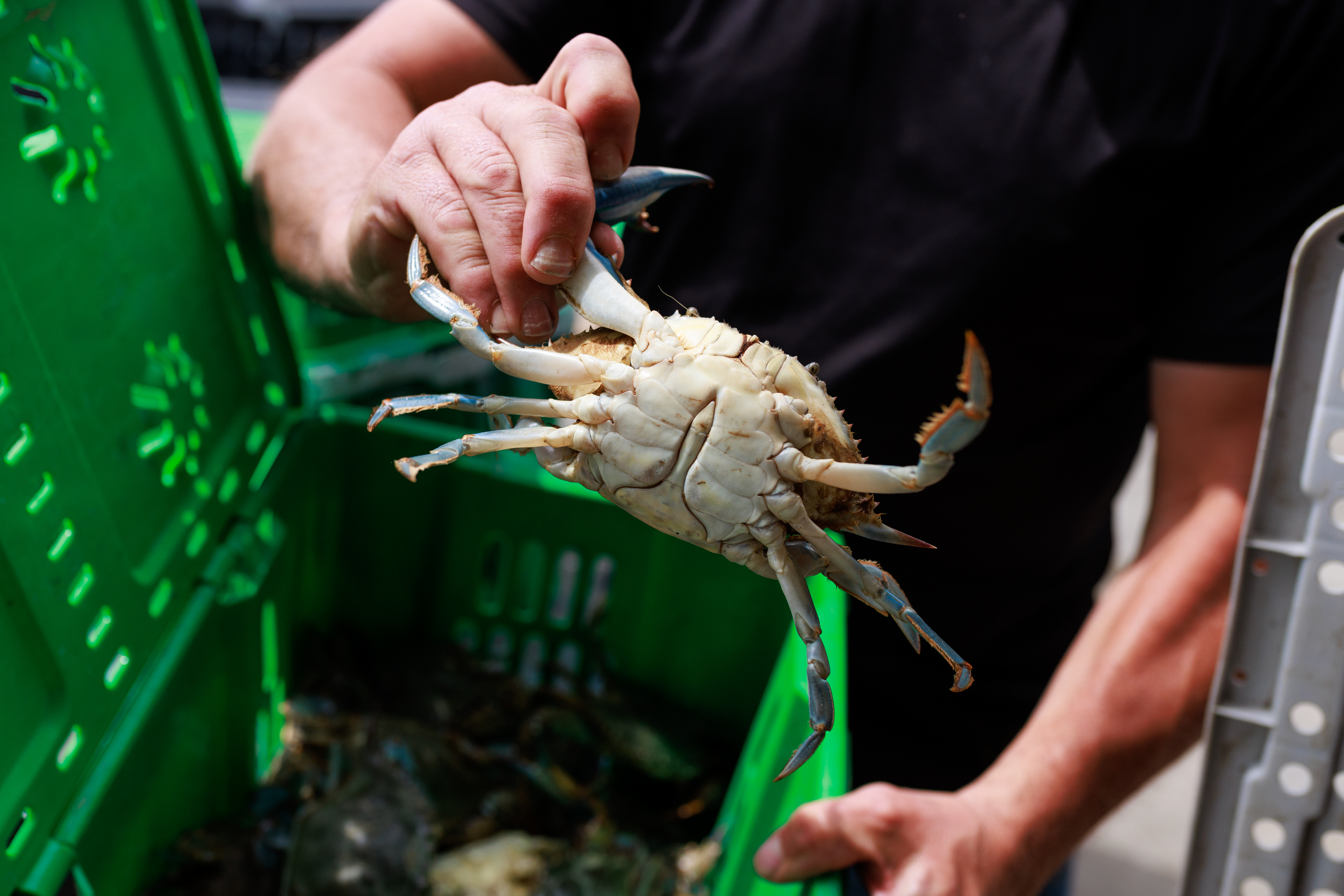 Hutzell: How not to pick a Maryland blue crab, my search for the right way