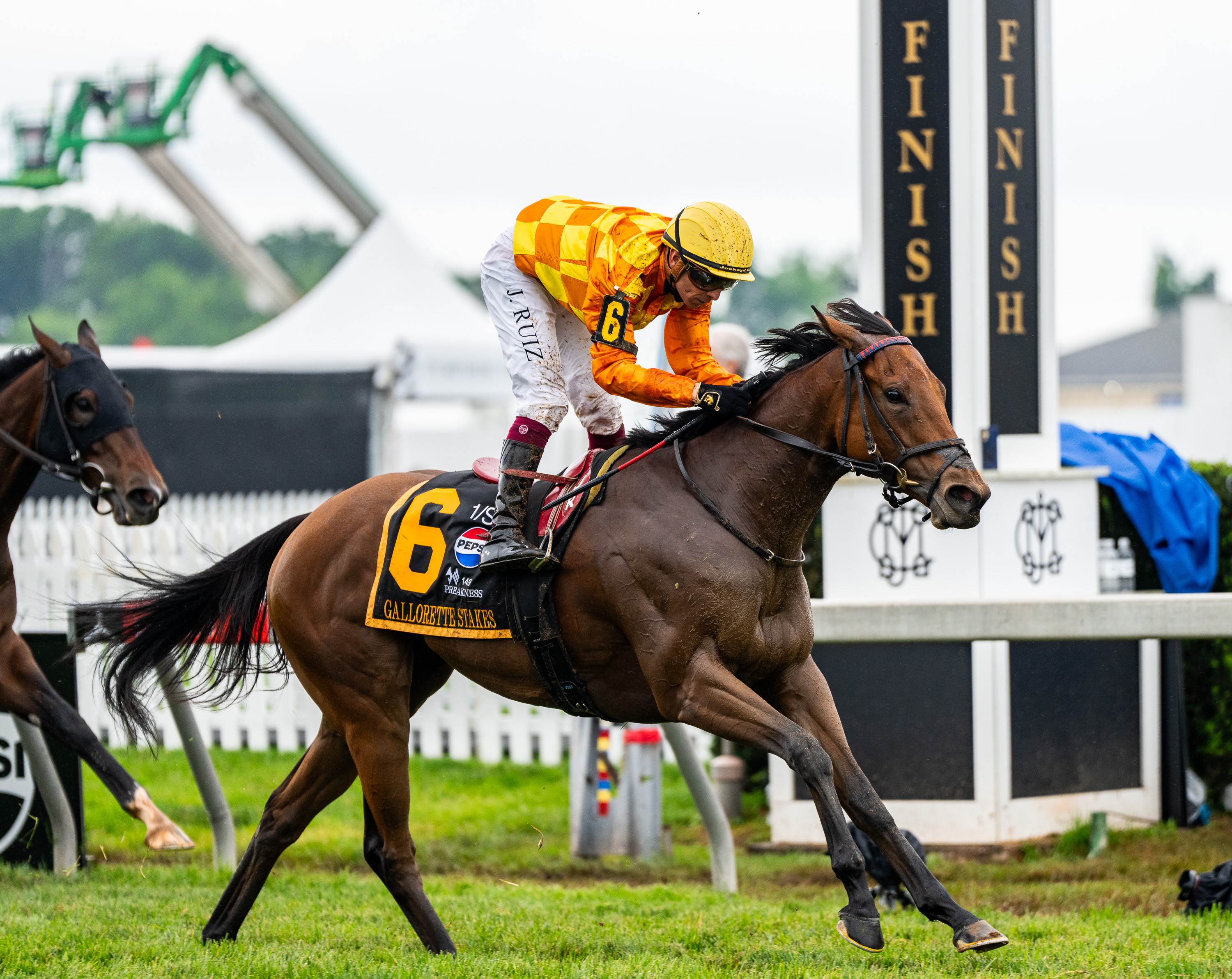 Five Towns crosses the finish line, placing in second, in The Gallorette Stakes. (Kylie Cooper/The Baltimore Banner)