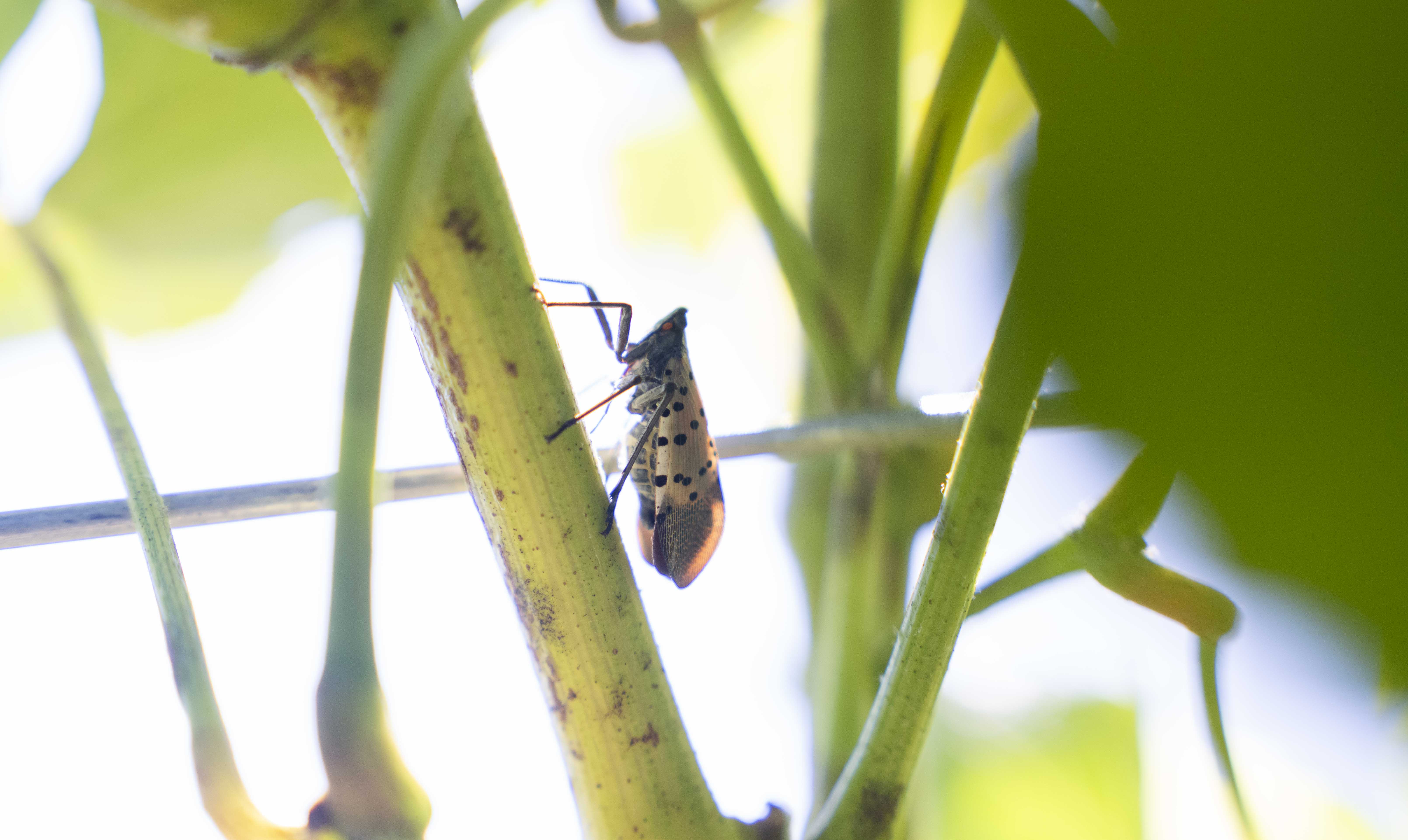 Insects Waking Up Now In MD: Spotted Lanternflies, Stink Bugs, Bees