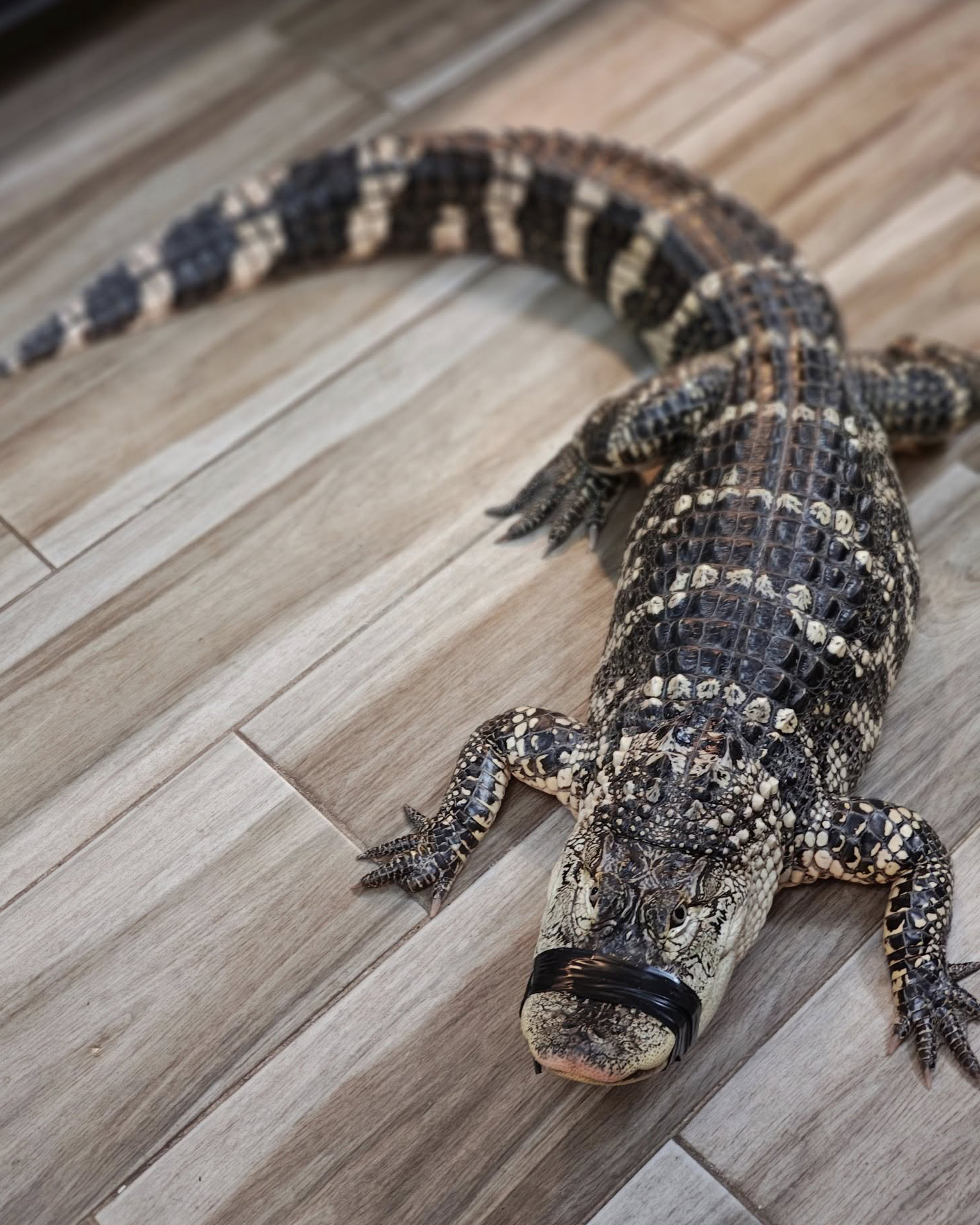 Alligator abandoned outside Harford County pet store - The Banner