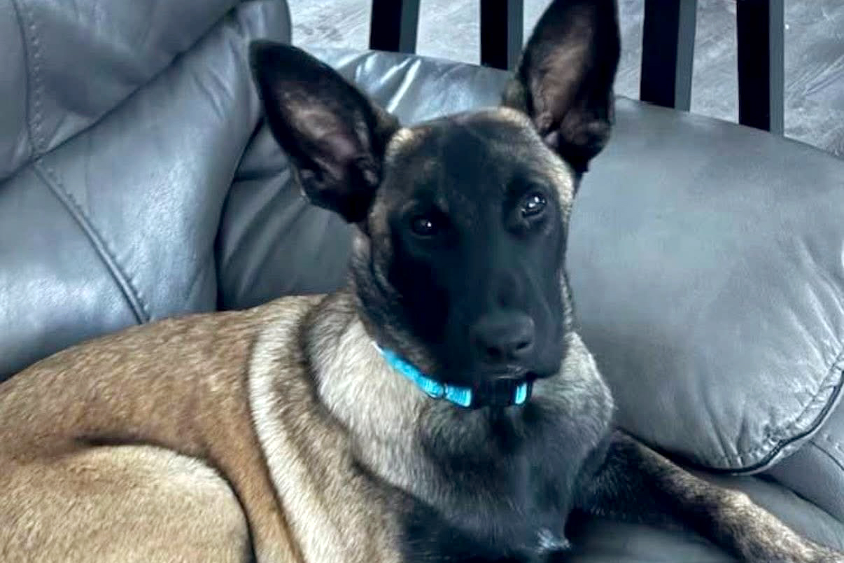 Harwood man sentenced in animal cruelty case for shooting puppy