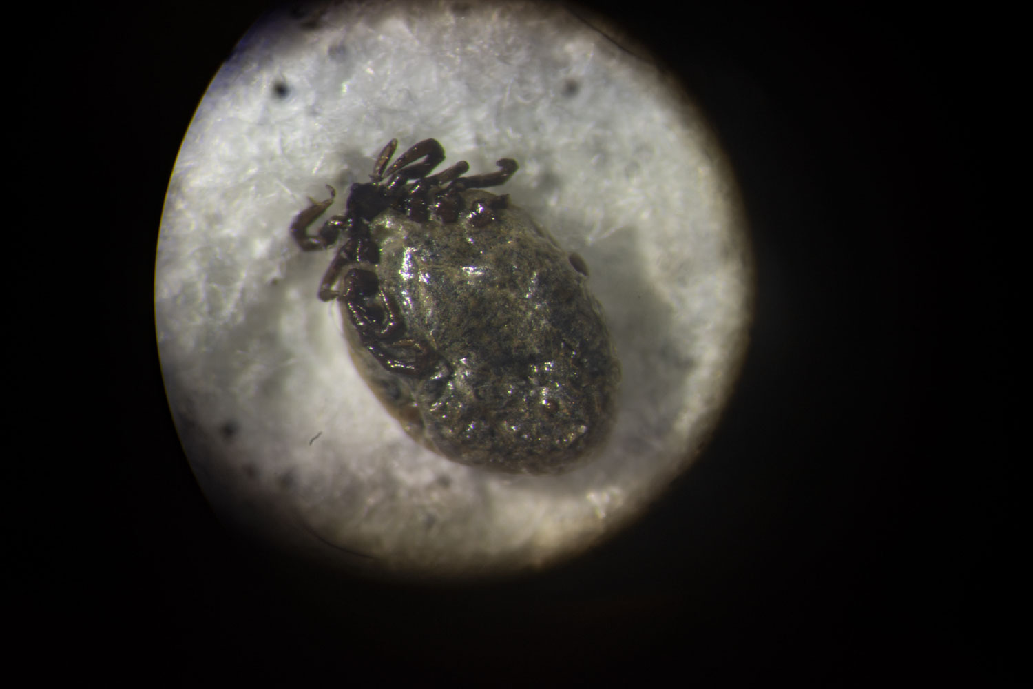 An army of ticks is sending more Marylanders to the ER