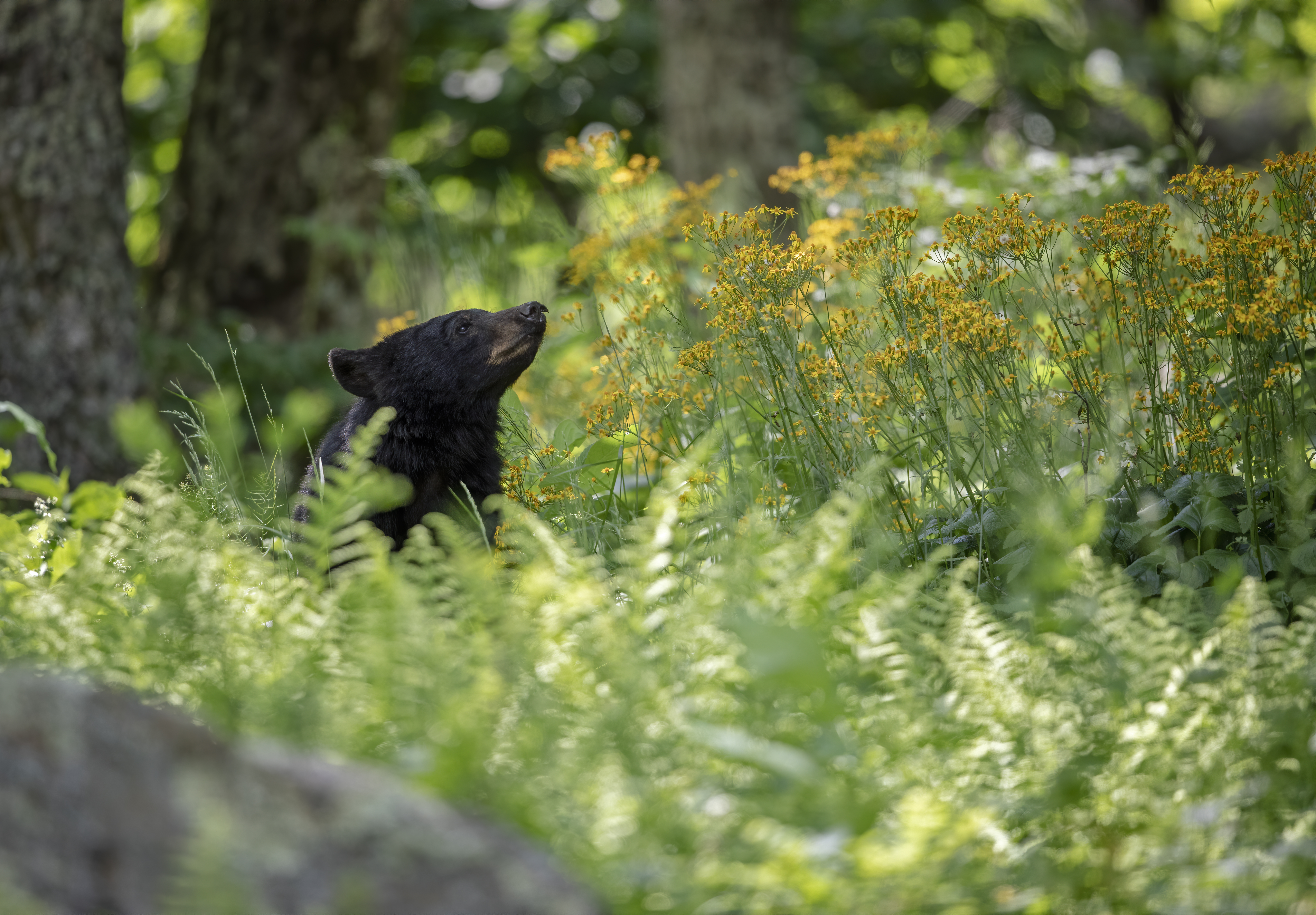 Maryland’s black bears are looking for food in your backyard