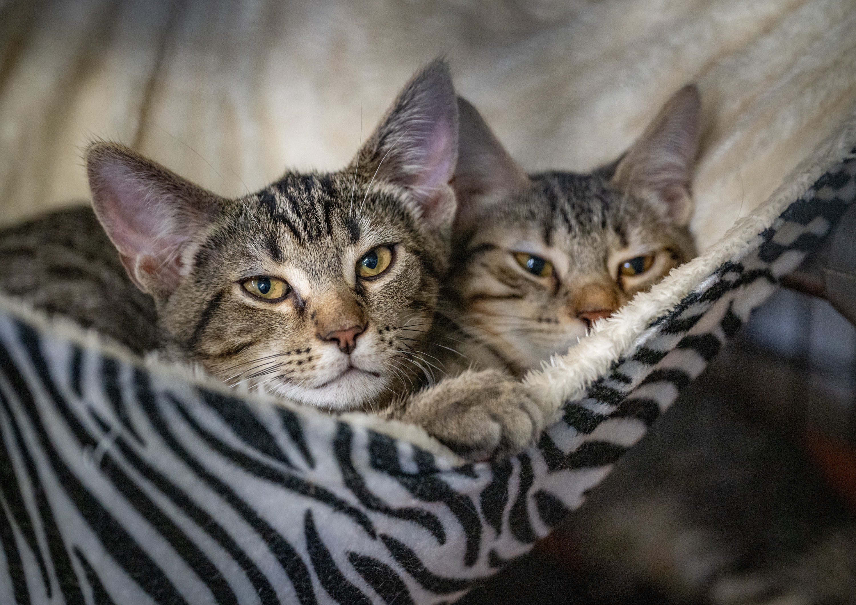 How a Jessup couple turned their home into a licensed cat rescue