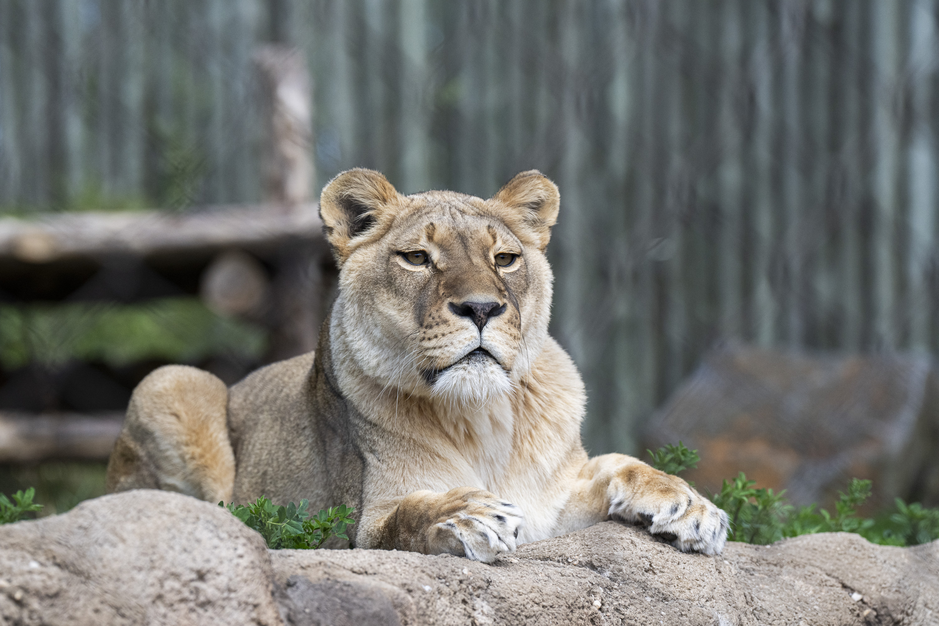 Maryland Zoo animals react to the solar eclipse - The Baltimore Banner